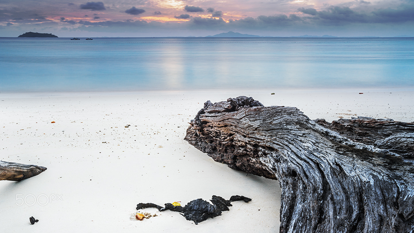 Sony Alpha a99 sample photo. The sunrise and deadwood i photography