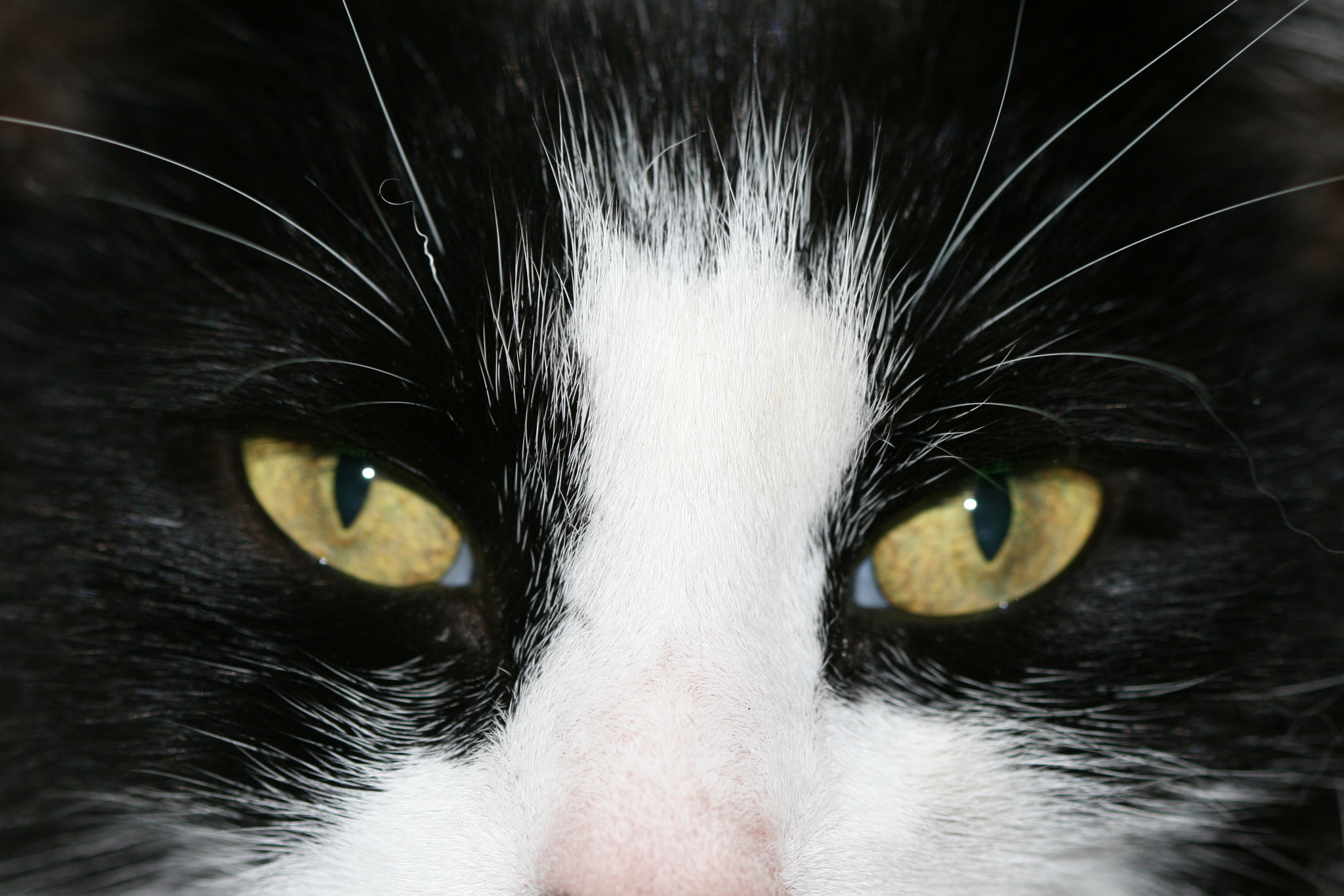 Canon EF 100mm F2.8 Macro USM sample photo. Here's looking at you! photography