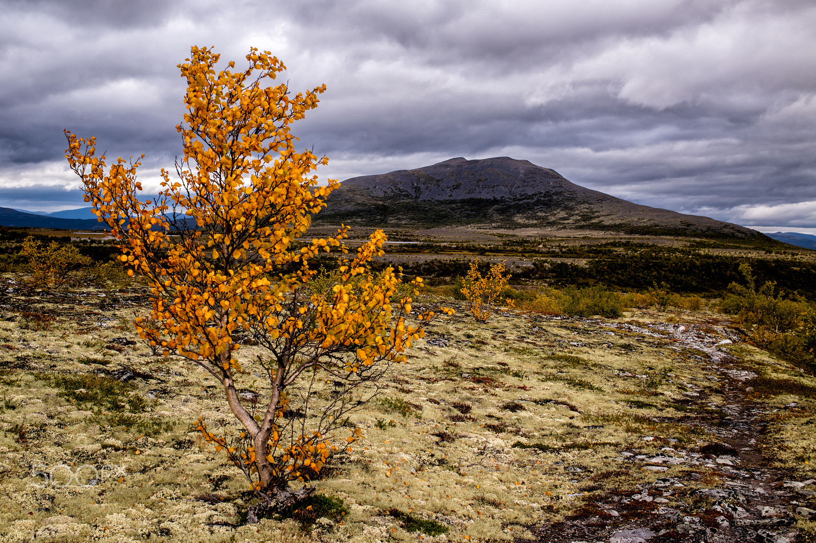 Nikon D810 + Nikon AF Nikkor 35mm F2D sample photo. Mountain birch photography