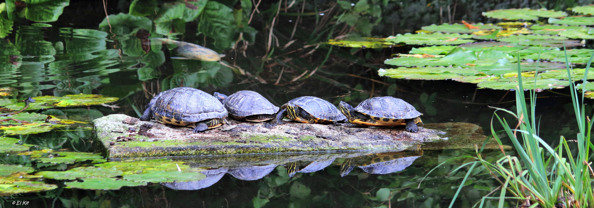 Canon EF 70-300mm F4-5.6 IS USM sample photo. Turtles sunbathing photography