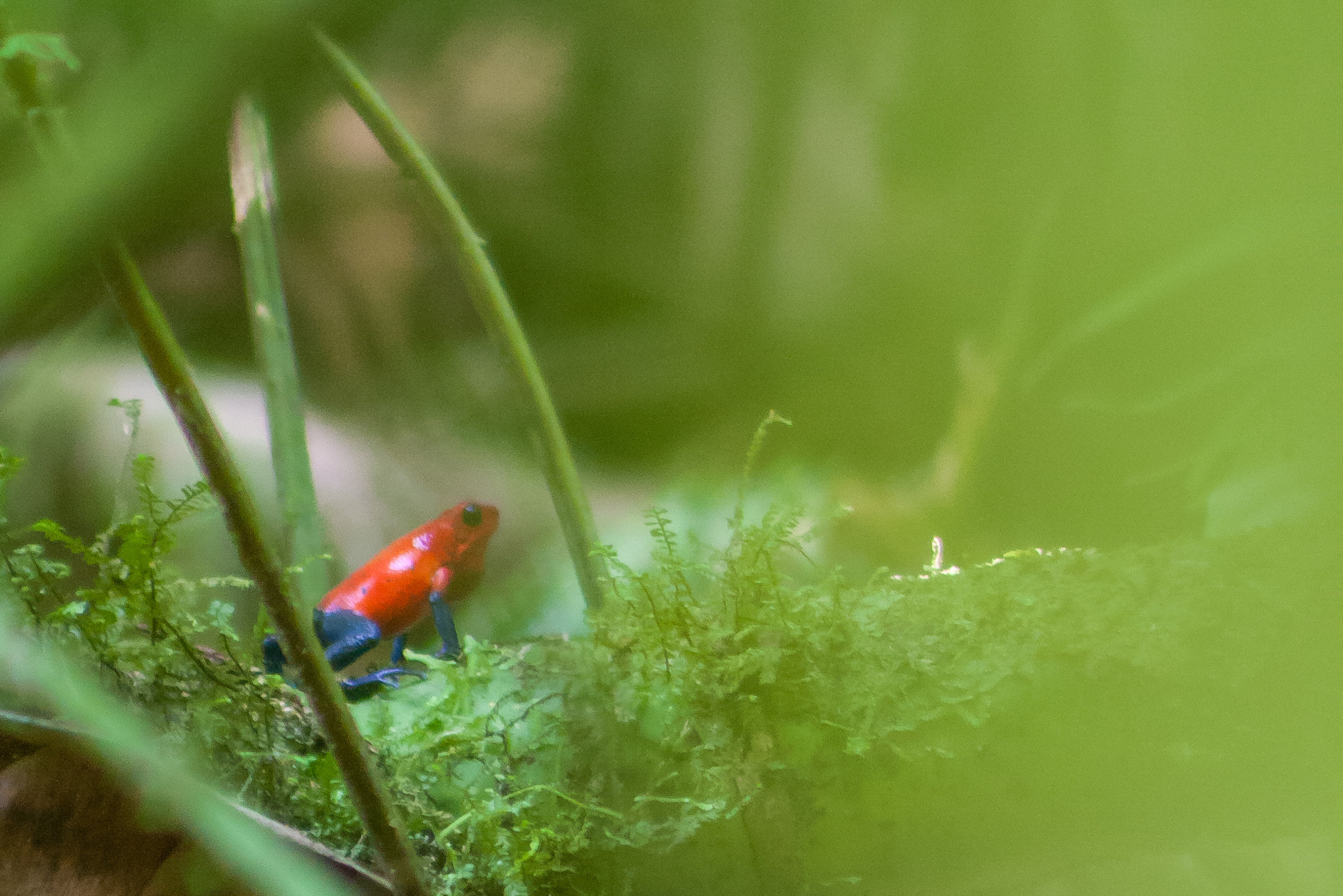 Canon EF 75-300mm f/4-5.6 USM sample photo. Poison dart frog of costa rica photography