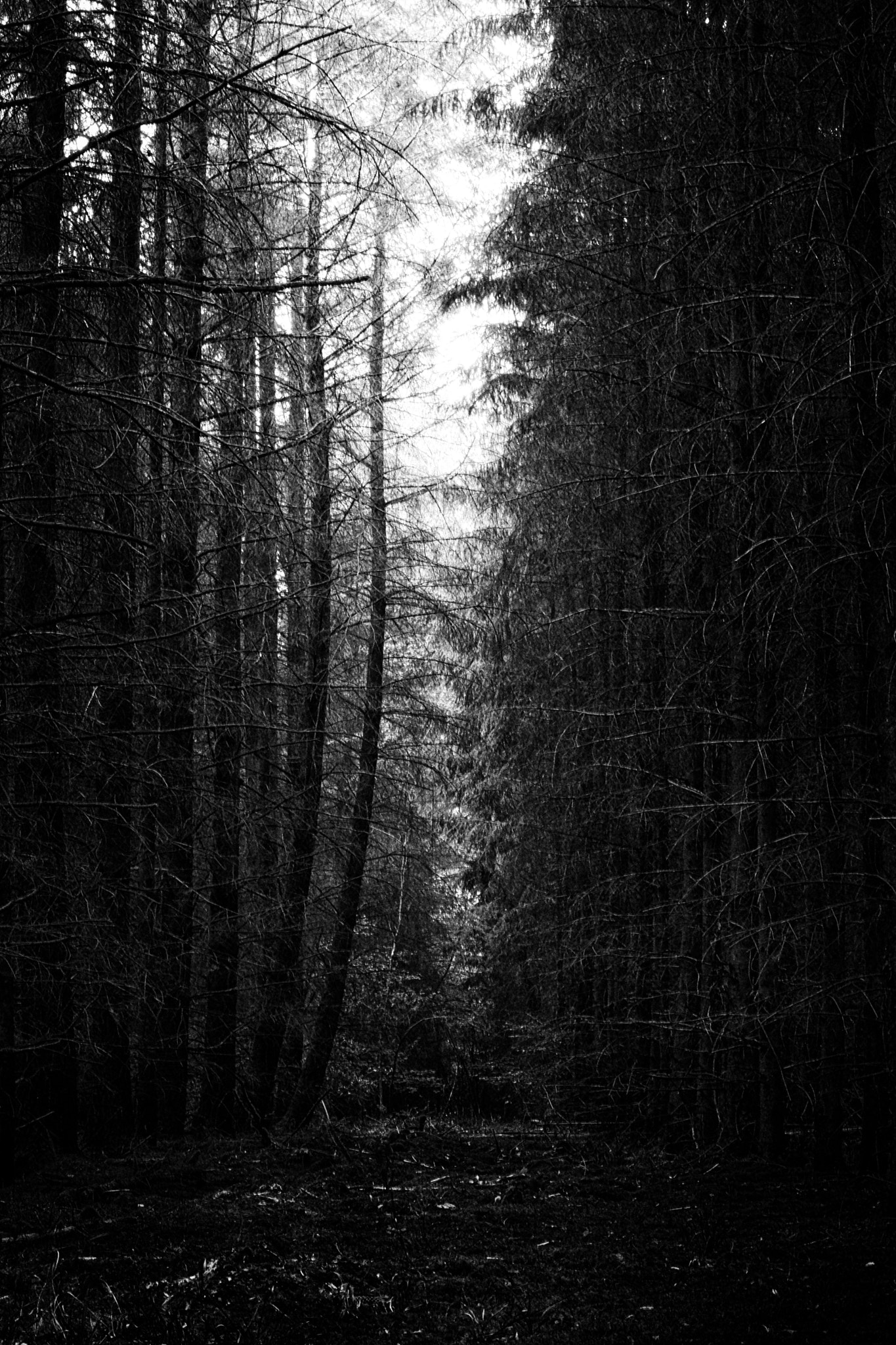 Sony SLT-A65 (SLT-A65V) + Sony DT 50mm F1.8 SAM sample photo. << la forêt noire >> photography