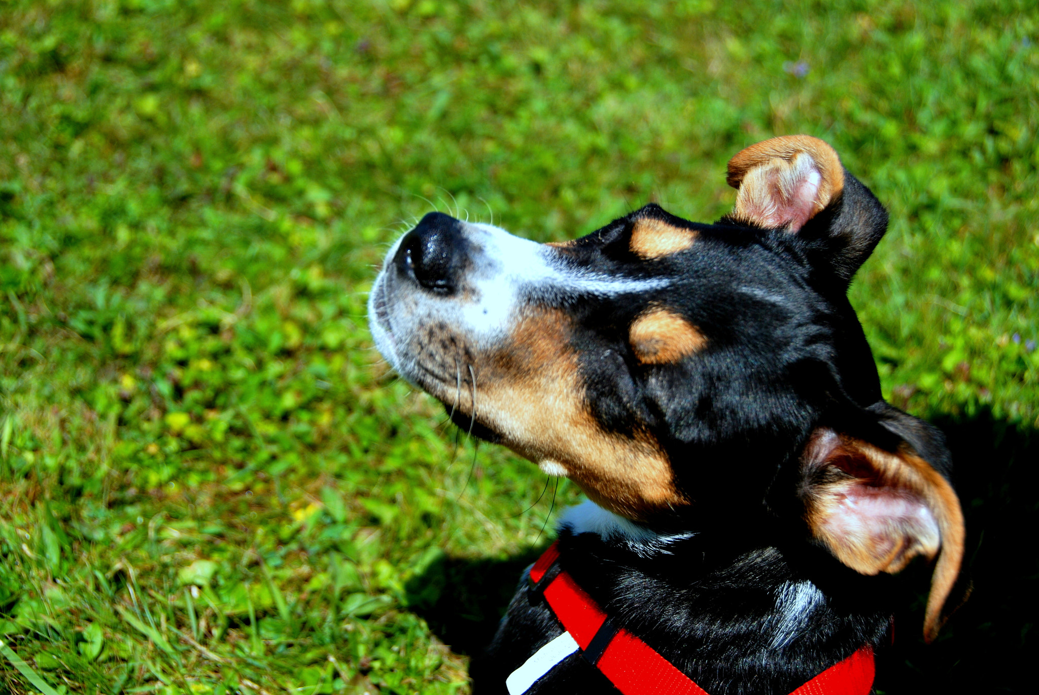 Nikon D60 sample photo. Pendleton lake photography
