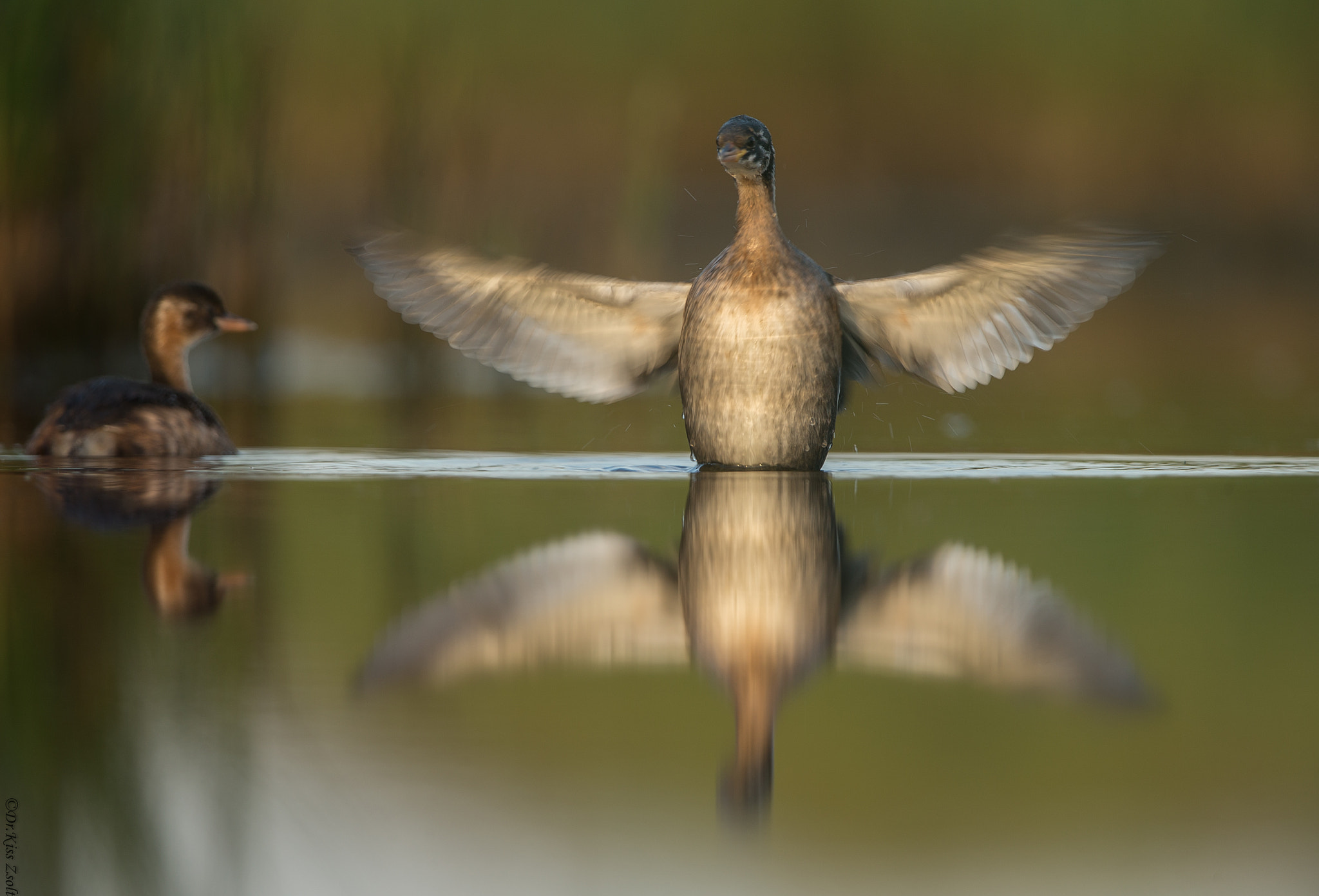 Canon EF 600mm F4L IS II USM sample photo. Angel wings photography