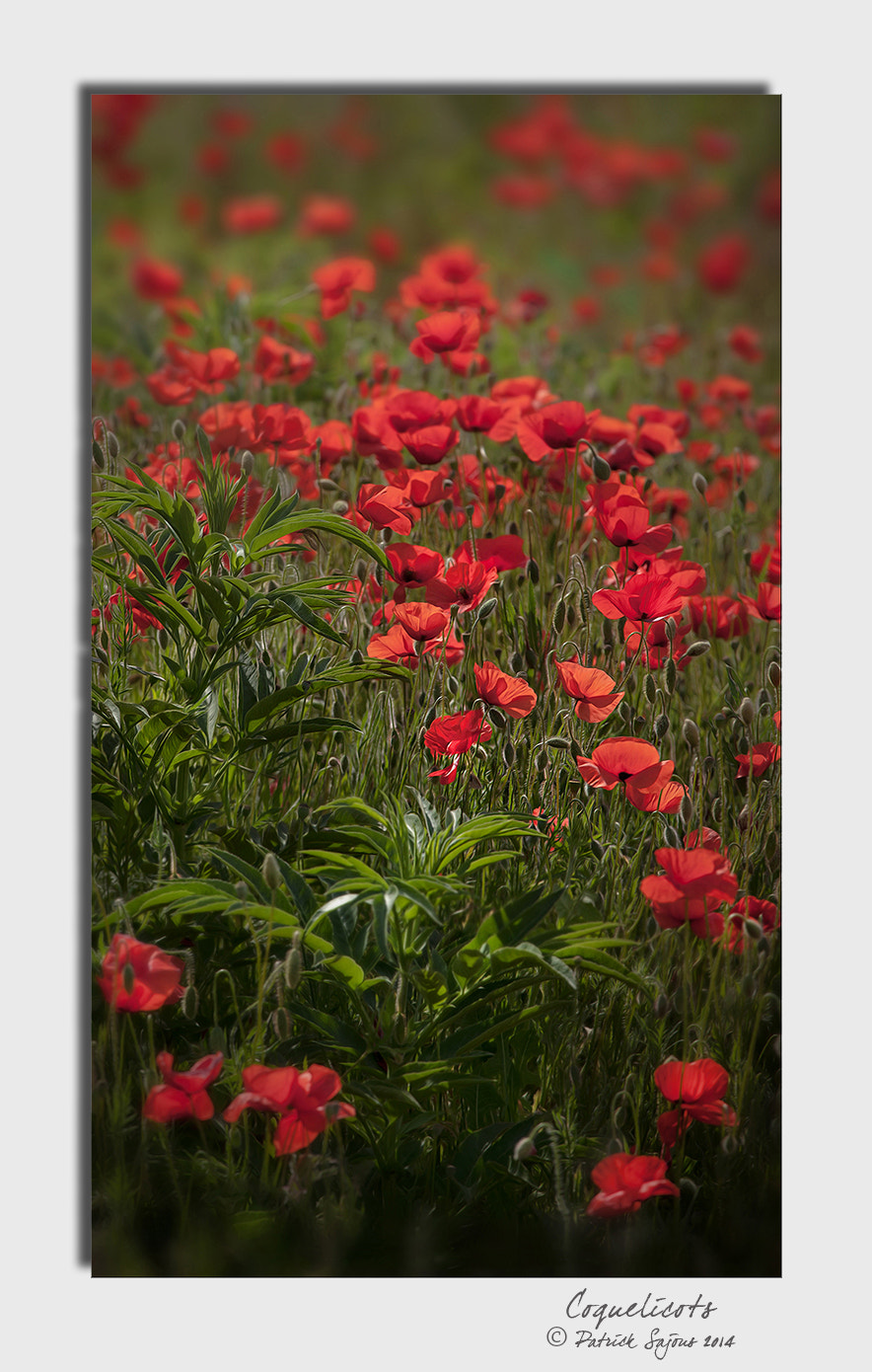 Canon EOS-1Ds Mark III + Canon EF 70-200mm F4L IS USM sample photo. Coquelicots- papaver rhoéas photography