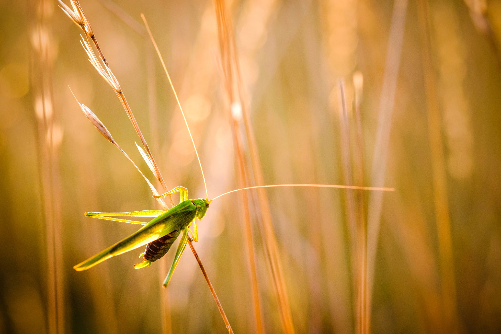 Fujifilm X-E2 + Fujifilm XF 60mm F2.4 R Macro sample photo. The acrobat photography