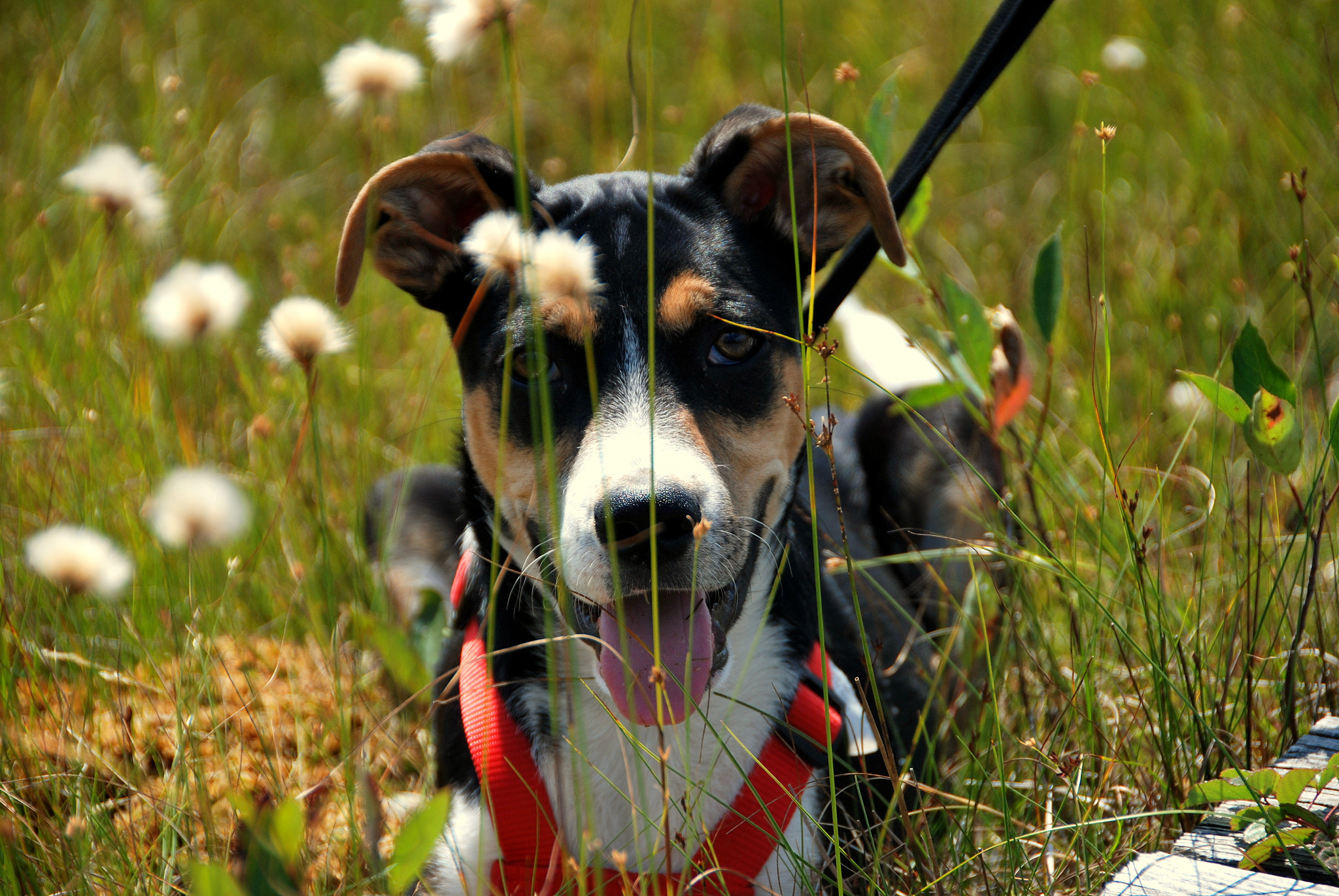 Nikon D60 sample photo. Boomer @ dollysod wv photography