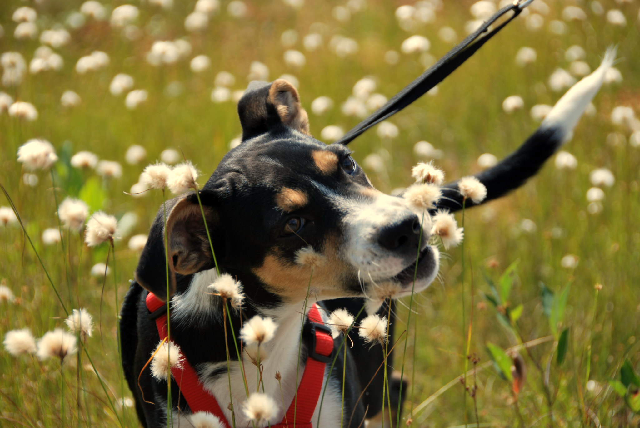 Nikon D60 sample photo. Boomer @ dollysod wv photography