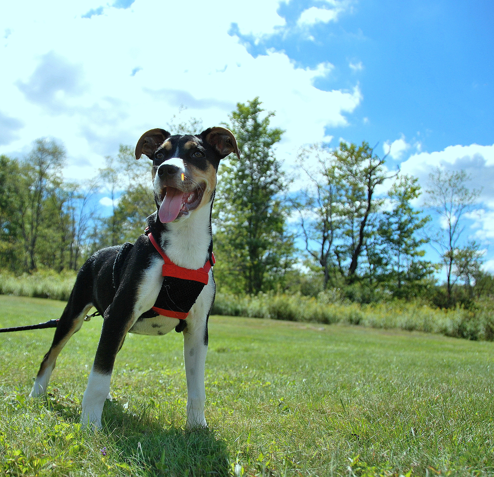 Nikon D60 sample photo. Pendleton lake, wv photography