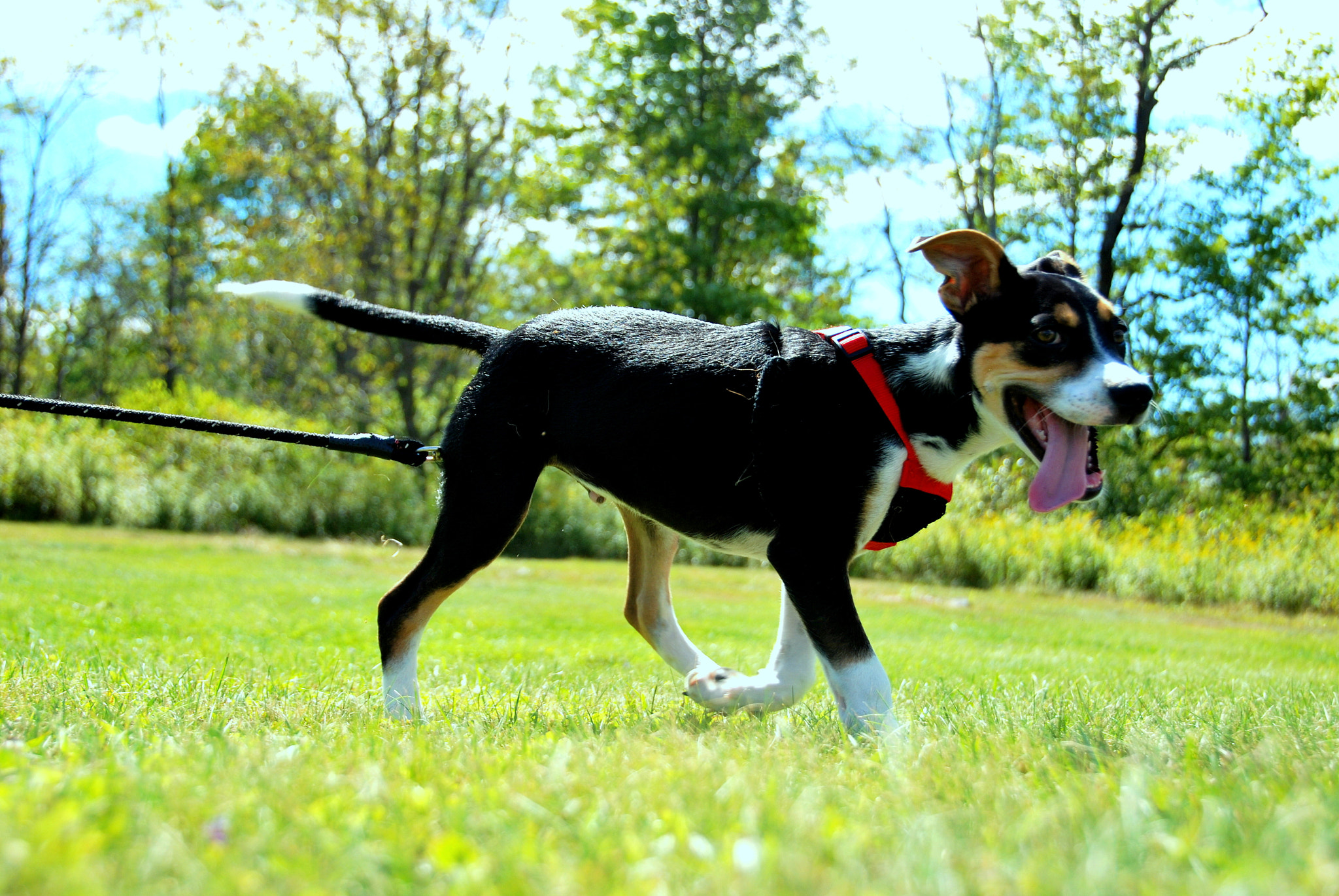 Nikon D60 sample photo. Pendleton lake photography