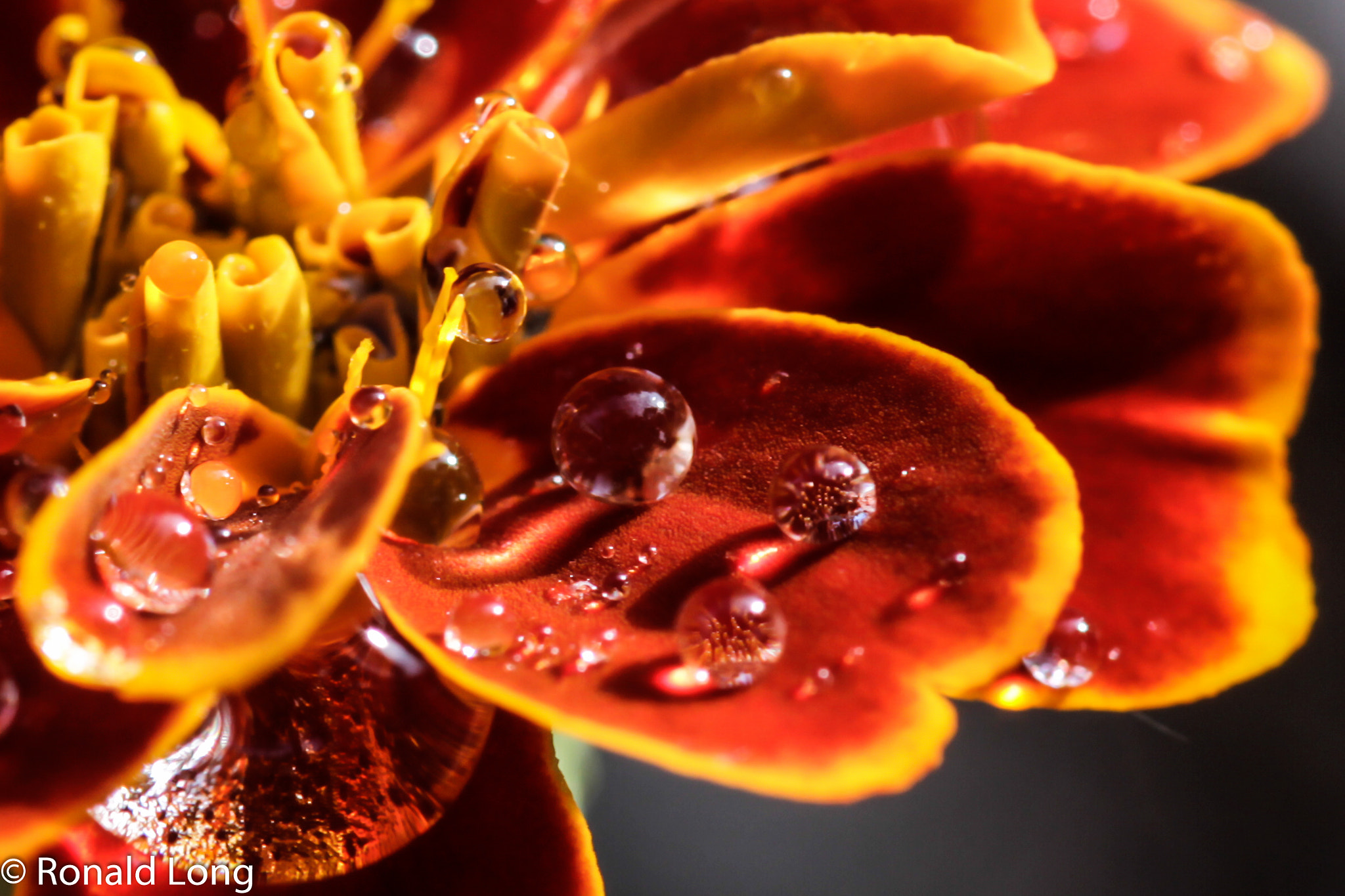 Canon EF 180mm F3.5L Macro USM sample photo. Water marbles on marigold photography