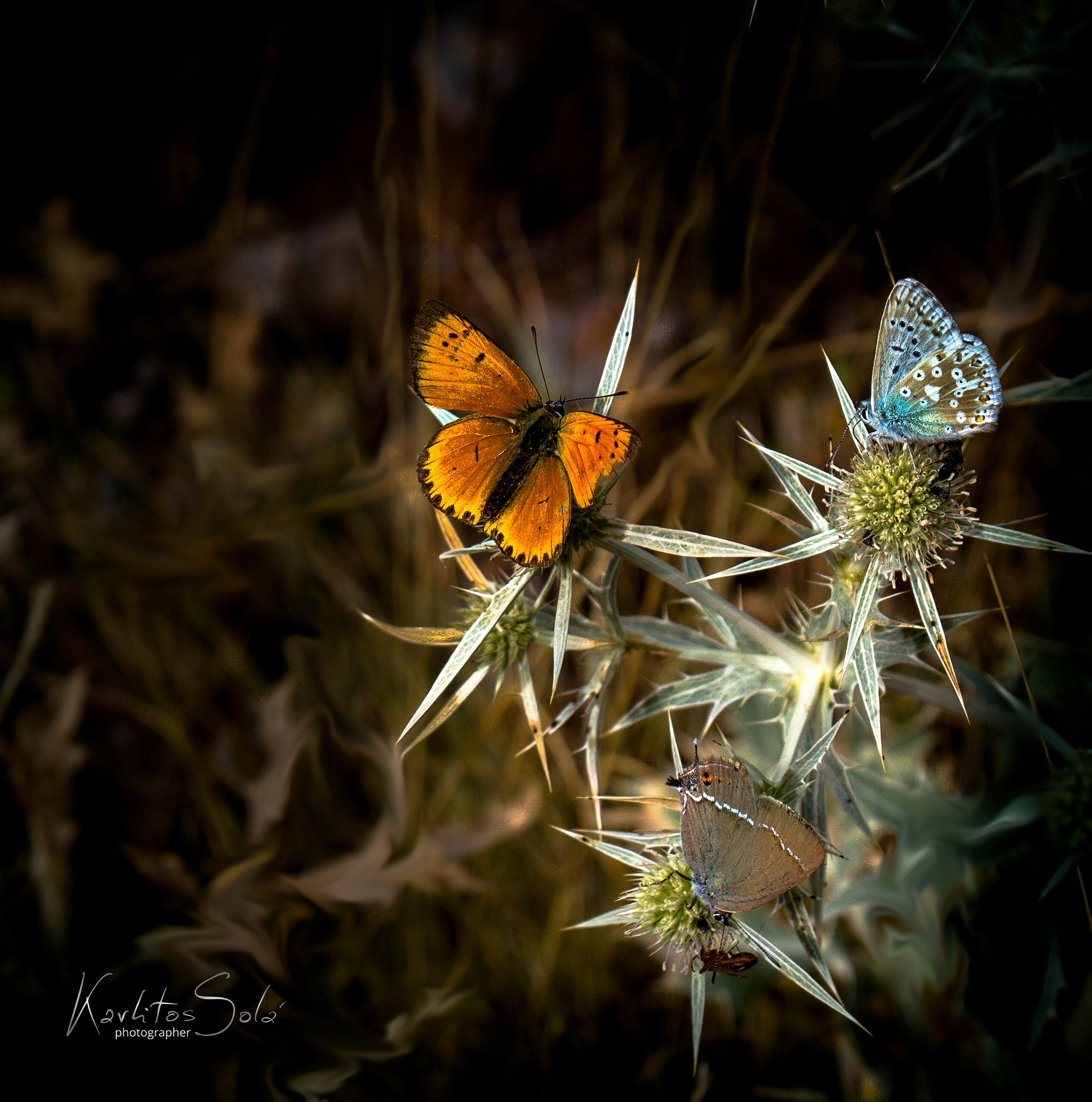 Canon EOS 7D + Sigma 18-50mm F2.8-4.5 DC OS HSM sample photo. 3 mariposas photography