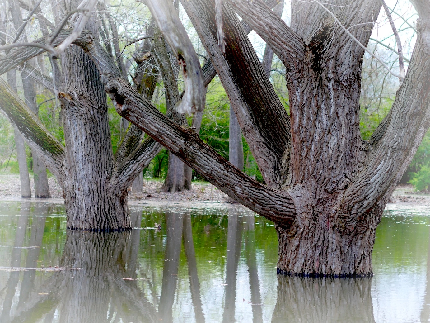 Panasonic Lumix DMC-GH4 sample photo. Down by the river 3 photography