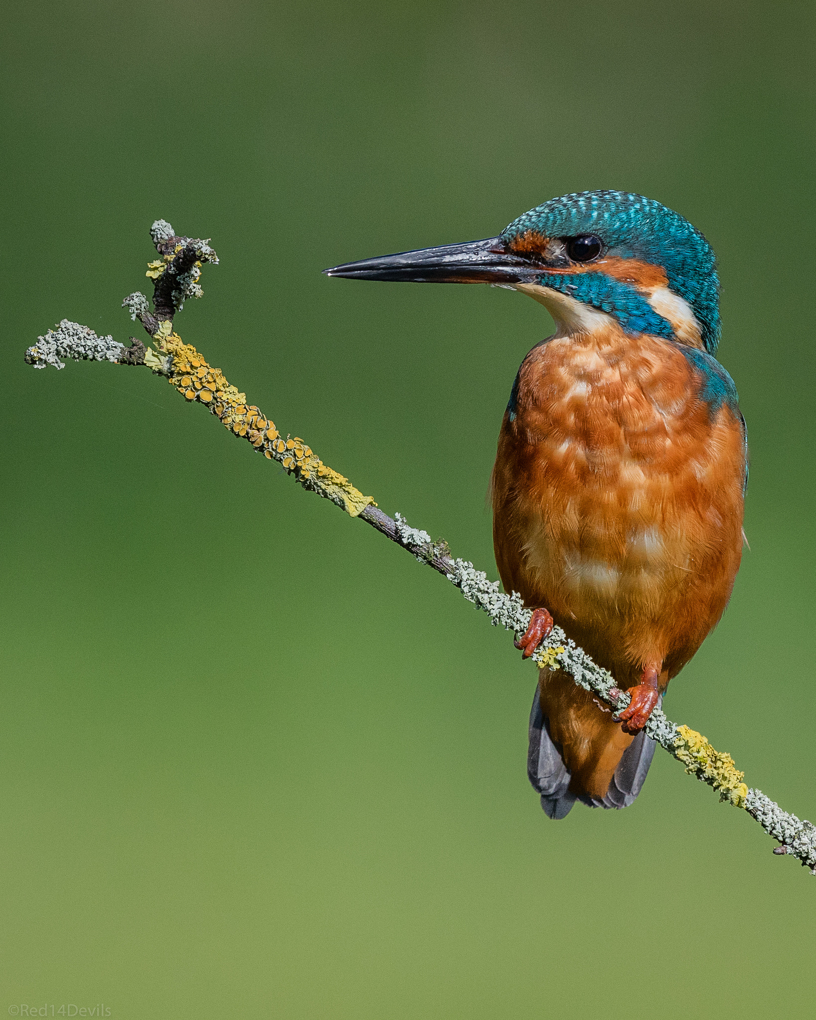 Canon EOS 5DS + Canon EF 200-400mm F4L IS USM Extender 1.4x sample photo. Kingfisher photography