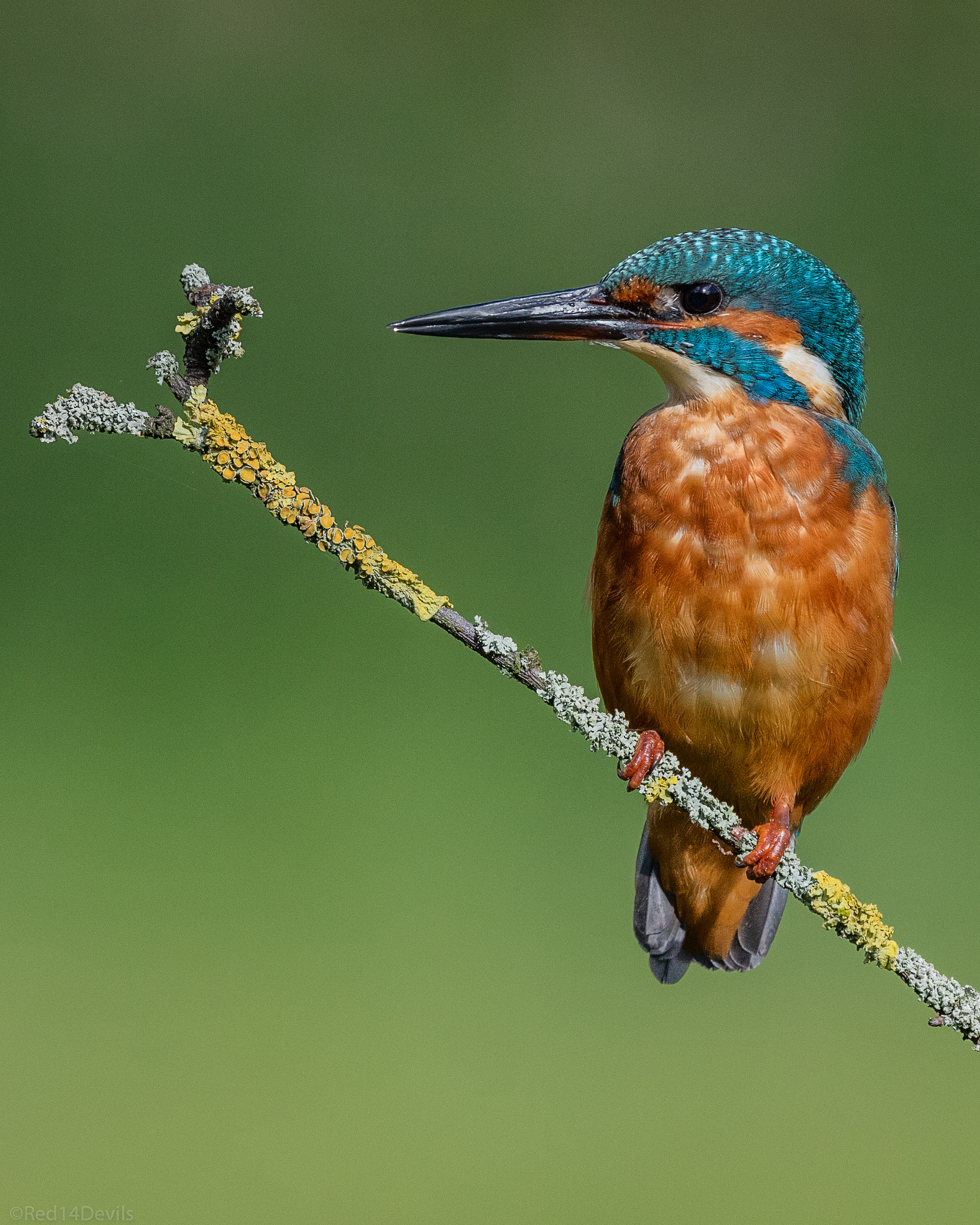 Canon EF 200-400mm F4L IS USM Extender 1.4x sample photo. Kingfisher photography