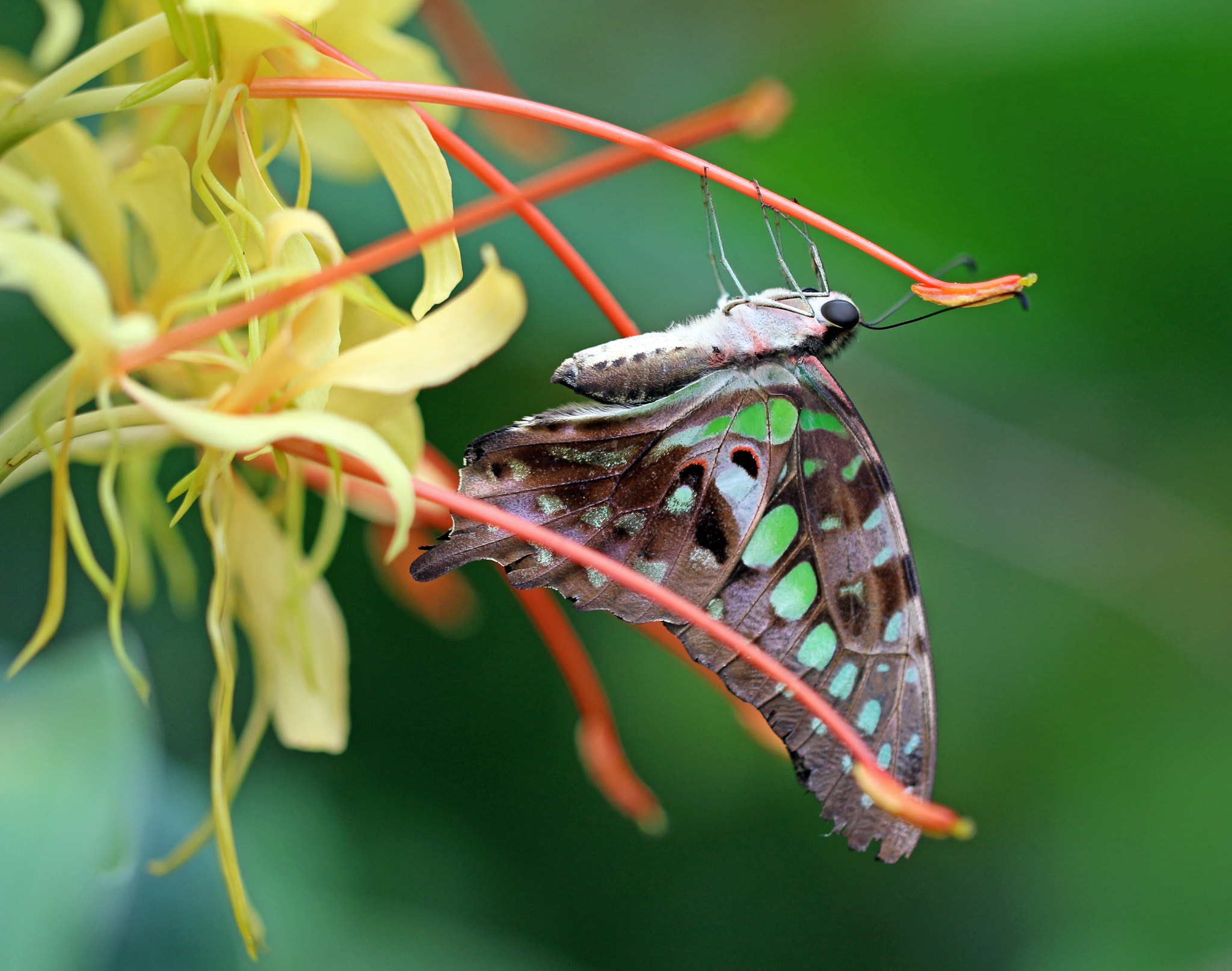 Canon EOS 700D (EOS Rebel T5i / EOS Kiss X7i) + Canon EF 100mm F2.8L Macro IS USM sample photo. Mariposa photography