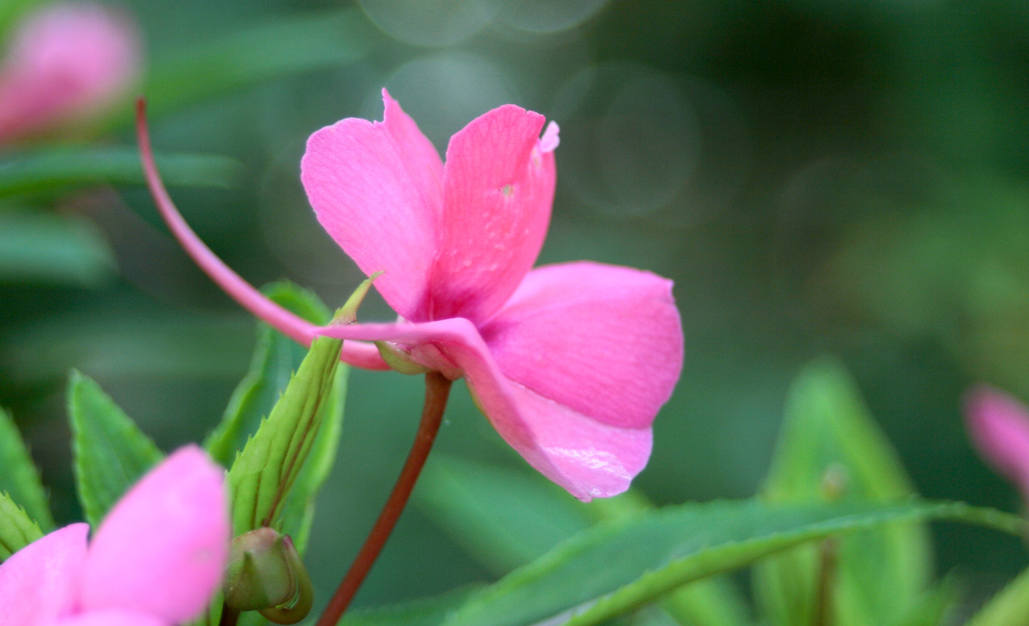 Canon EF 28-80mm f/3.5-5.6 USM IV sample photo. Retort flower photography