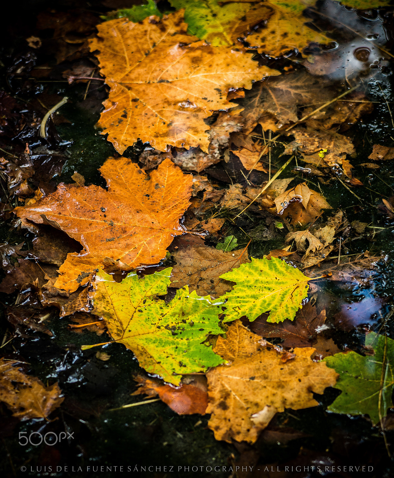 Leica APO-Summicron-M 90mm F2 ASPH sample photo. Colores de otoño photography