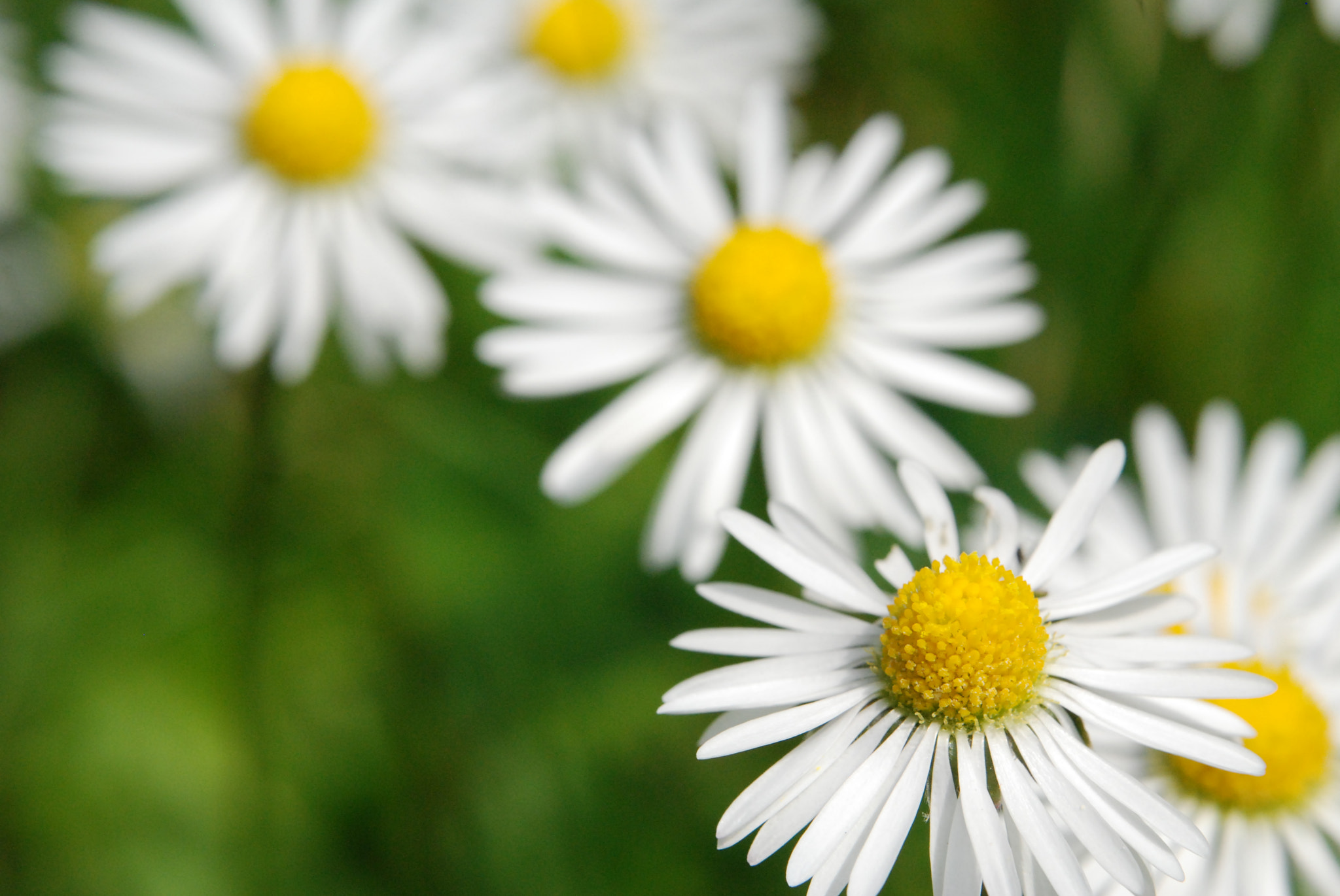 Nikon D80 sample photo. Marguerites photography