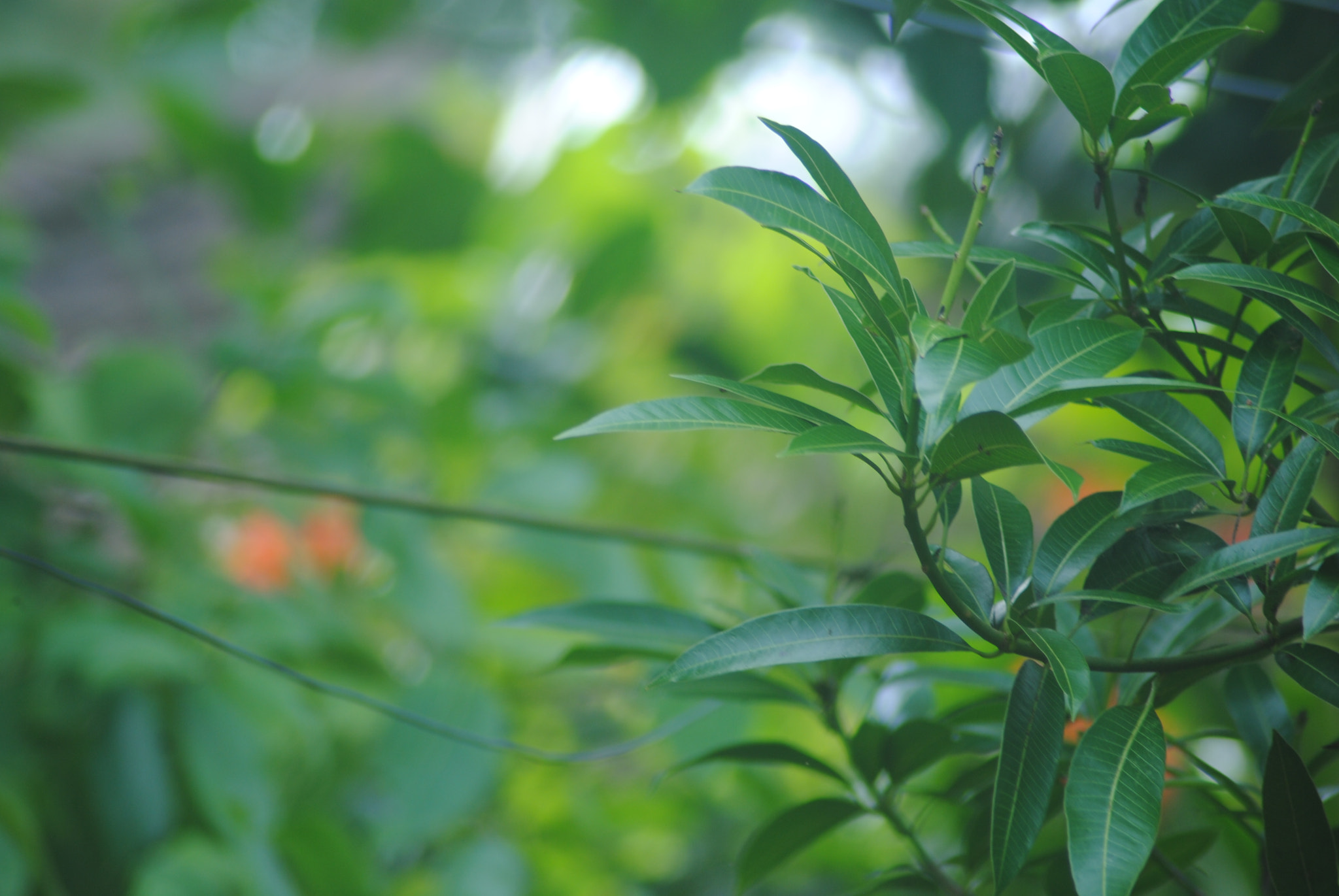 Nikon D3000 sample photo. The leaf photography