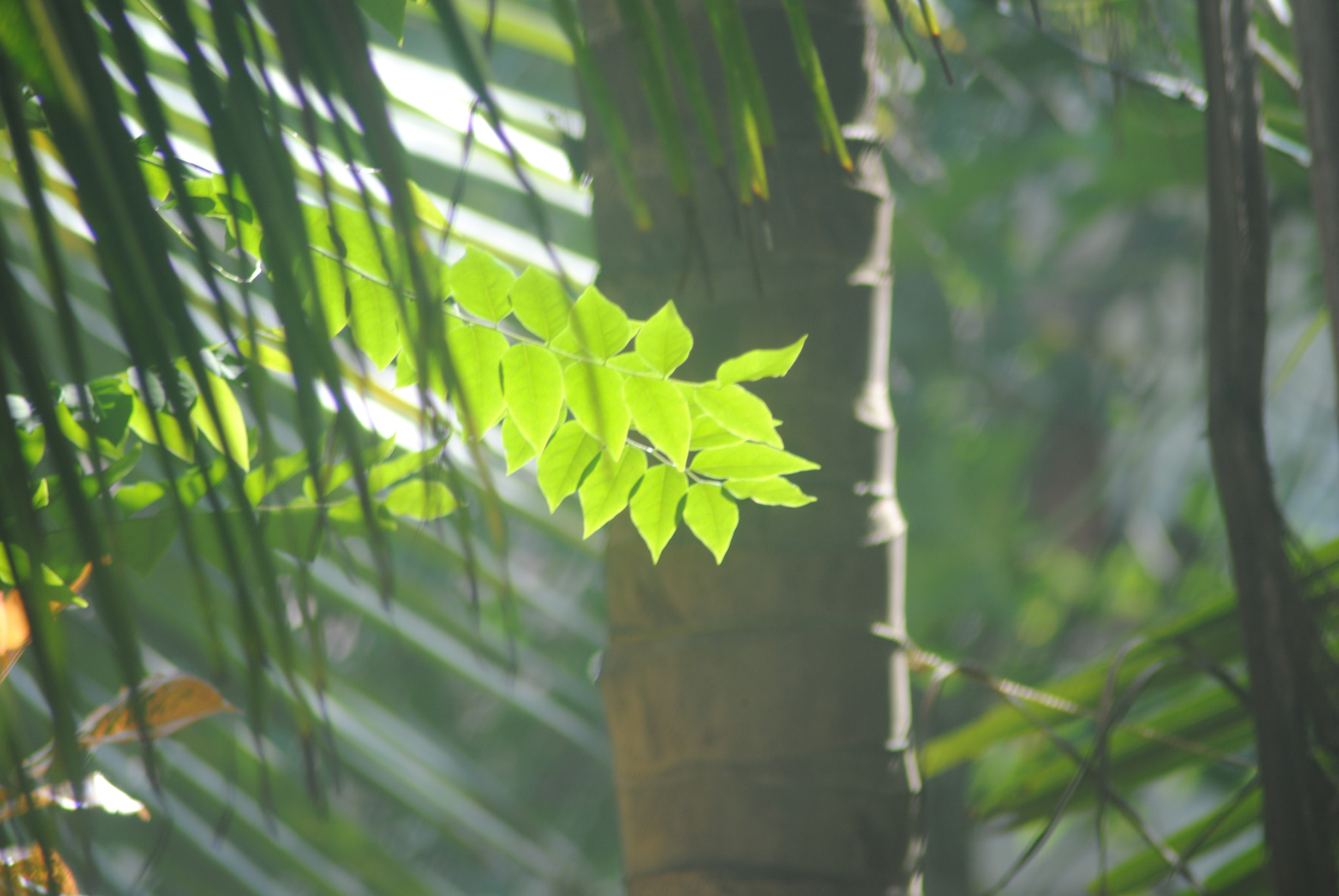Nikon D3000 sample photo. The absorber photography