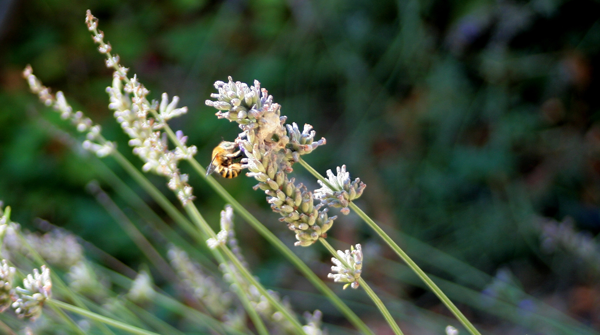 Canon EF 28-80mm f/3.5-5.6 USM IV sample photo. Lavander photography