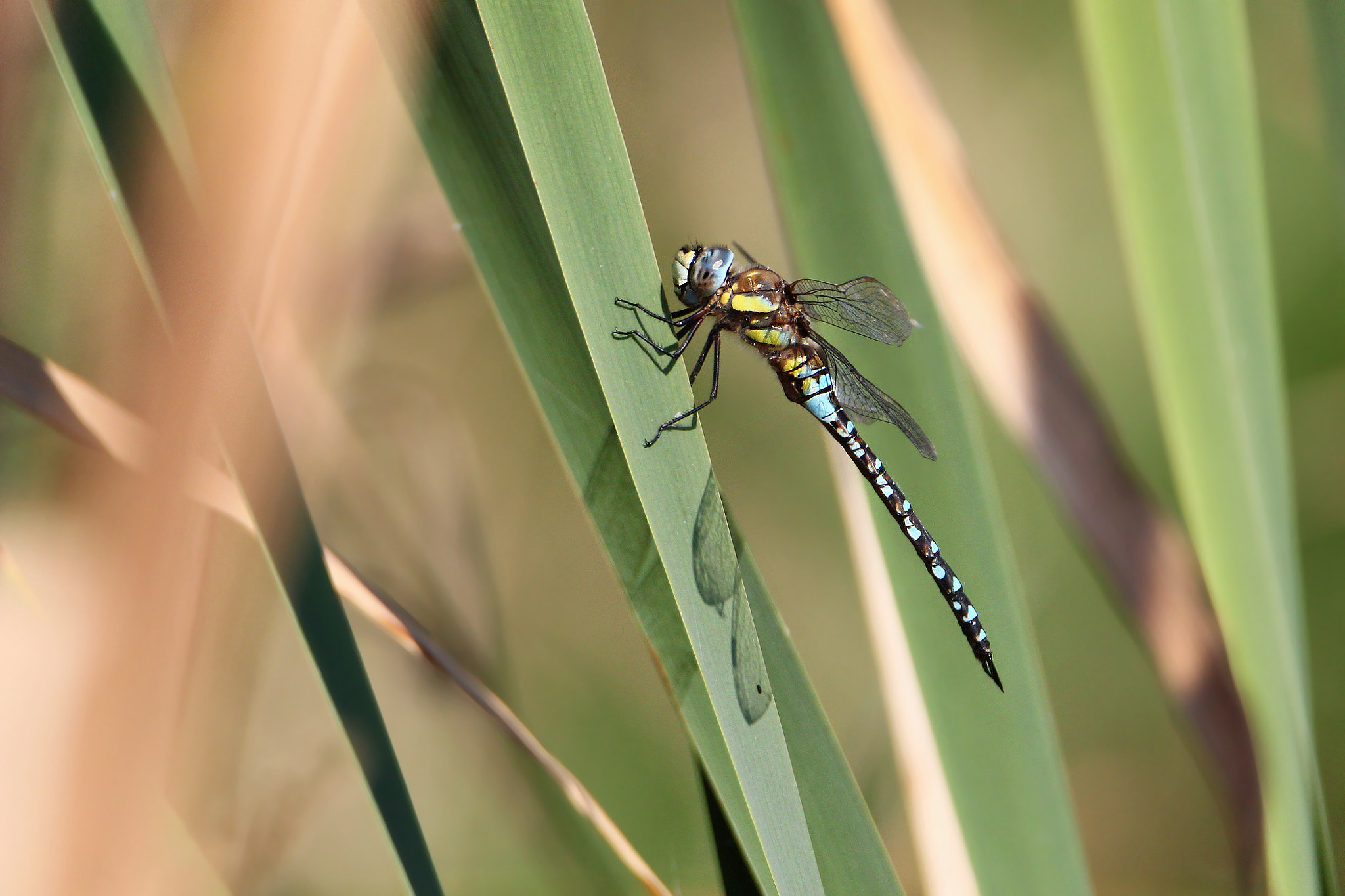 Tamron SP 150-600mm F5-6.3 Di VC USD sample photo. Aeshna mixta photography