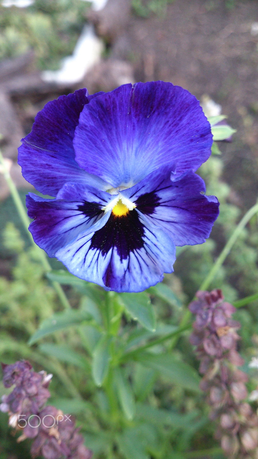 Sony Xperia T sample photo. Floating blue photography