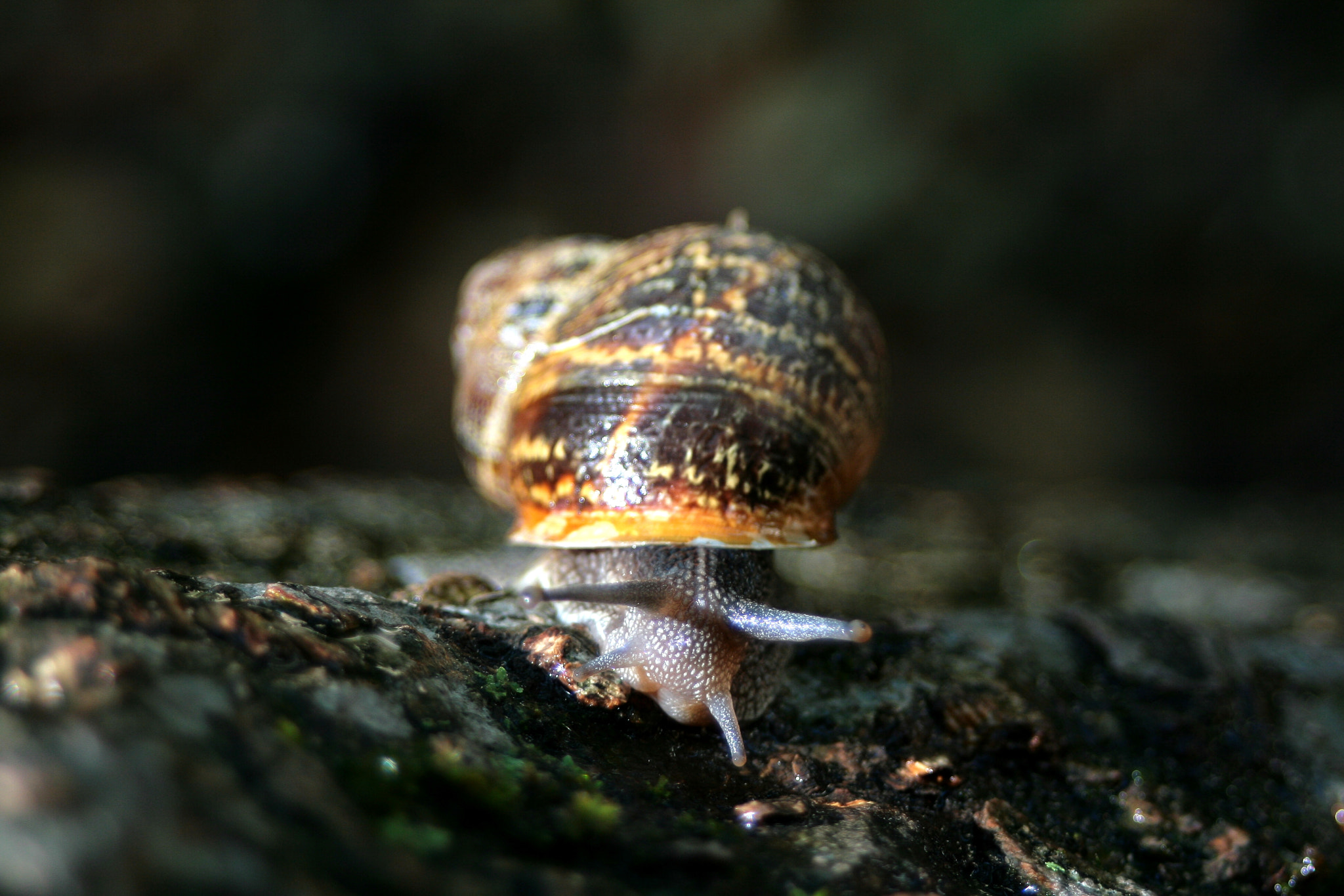 Canon EF 28-80mm f/3.5-5.6 USM IV sample photo. Meeting with a snail 1 photography