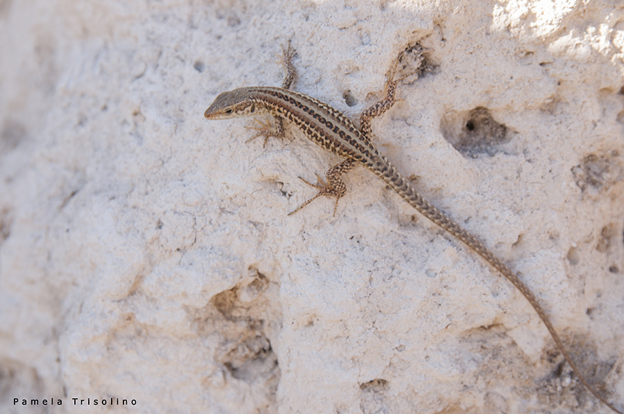 Sigma 17-70mm F2.8-4 DC Macro OS HSM | C sample photo. Lizard photography