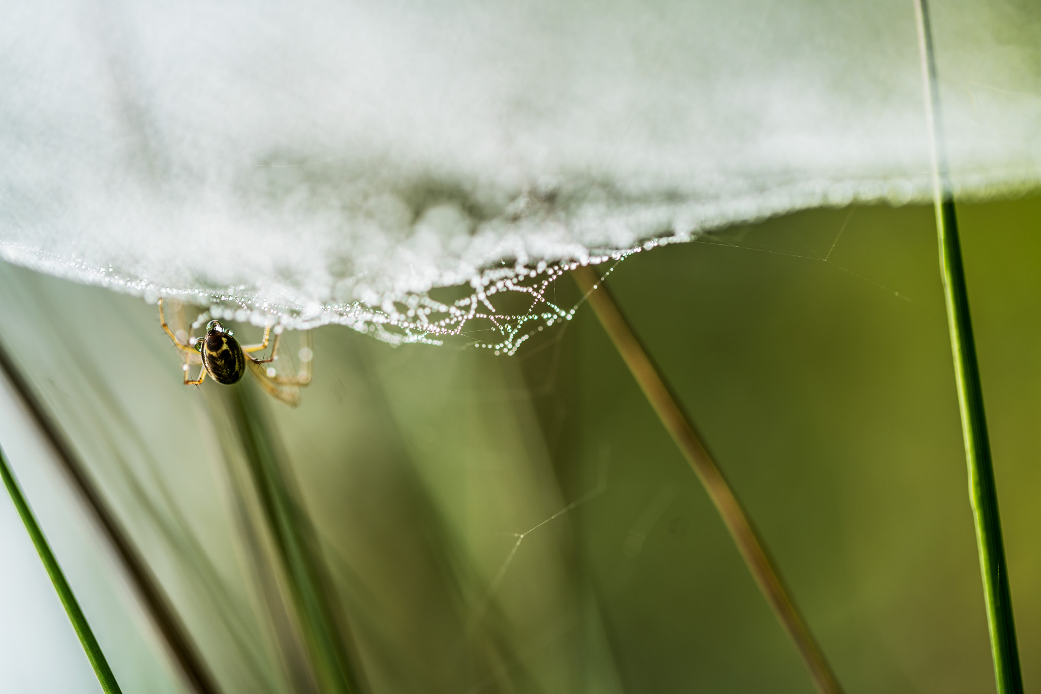 Sony a7R II + Canon EF 100mm F2.8L Macro IS USM sample photo. Spider and web in the early morning dew photography