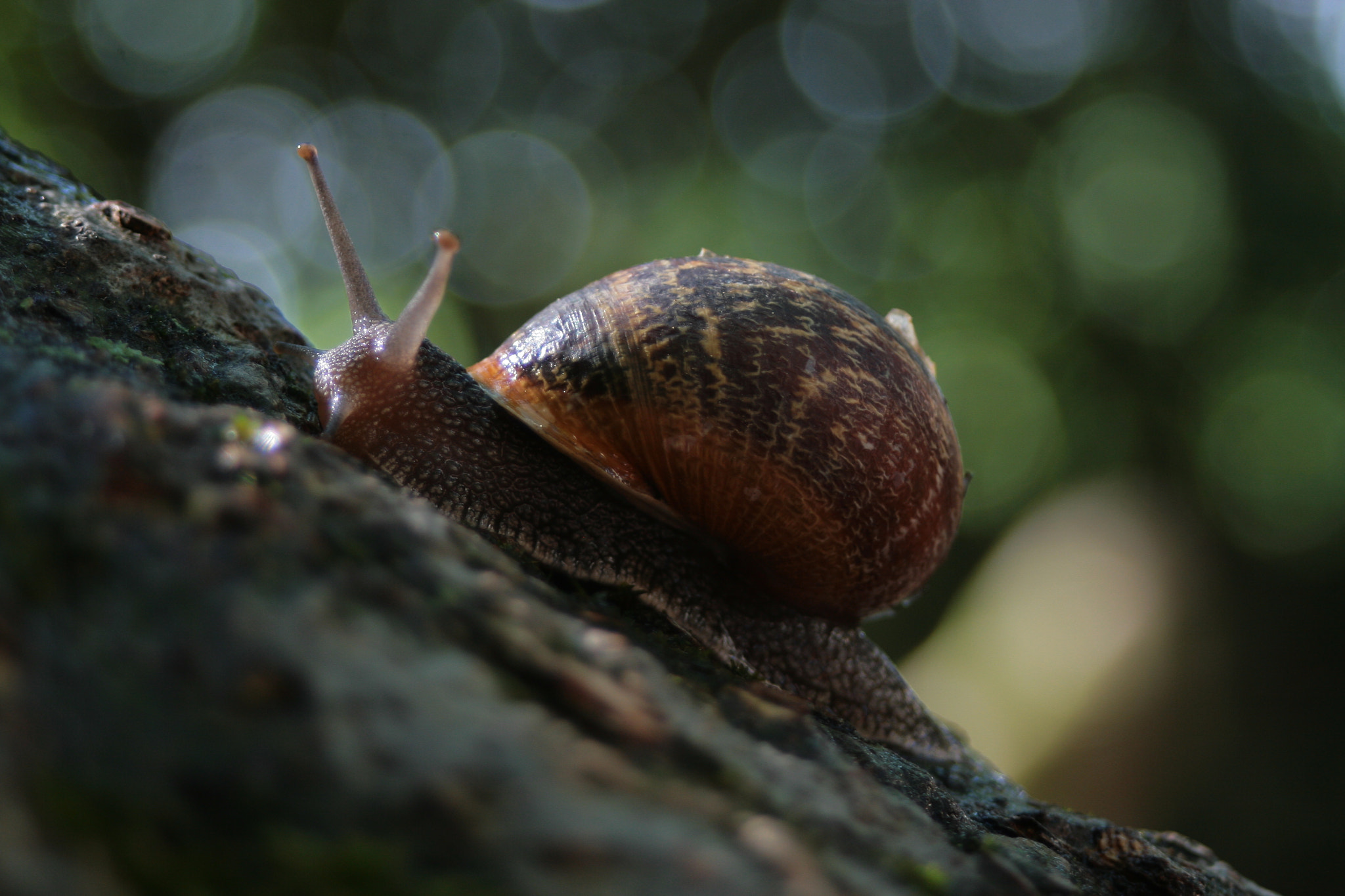 Canon EF 28-80mm f/3.5-5.6 USM IV sample photo. Meeting with a snail 2 photography