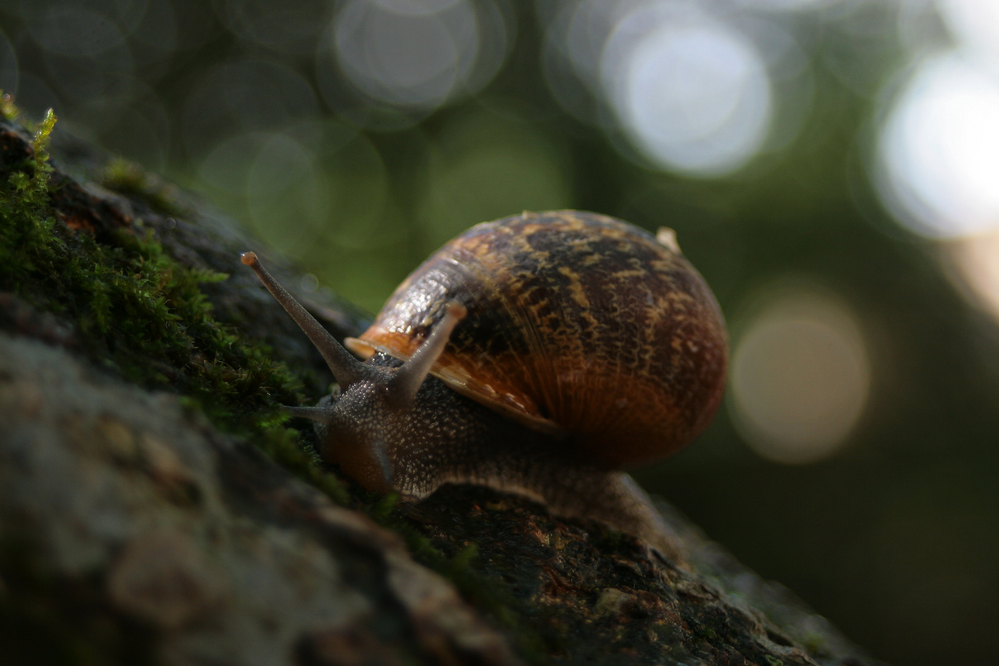 Canon EF 28-80mm f/3.5-5.6 USM IV sample photo. Meeting with a snail 3 photography