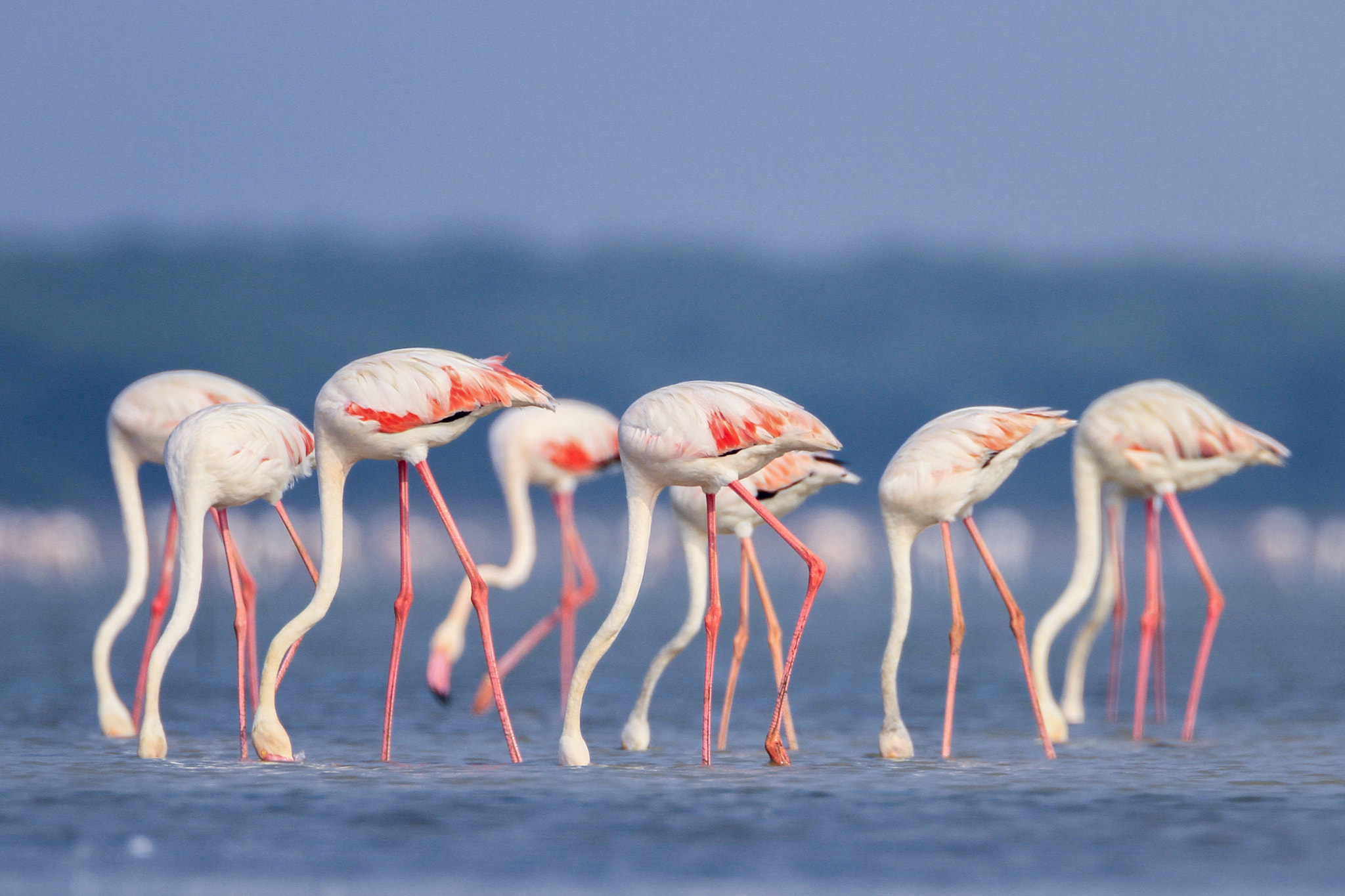 Canon EOS 7D + Canon EF 500mm F4L IS USM sample photo. Flamingo photography