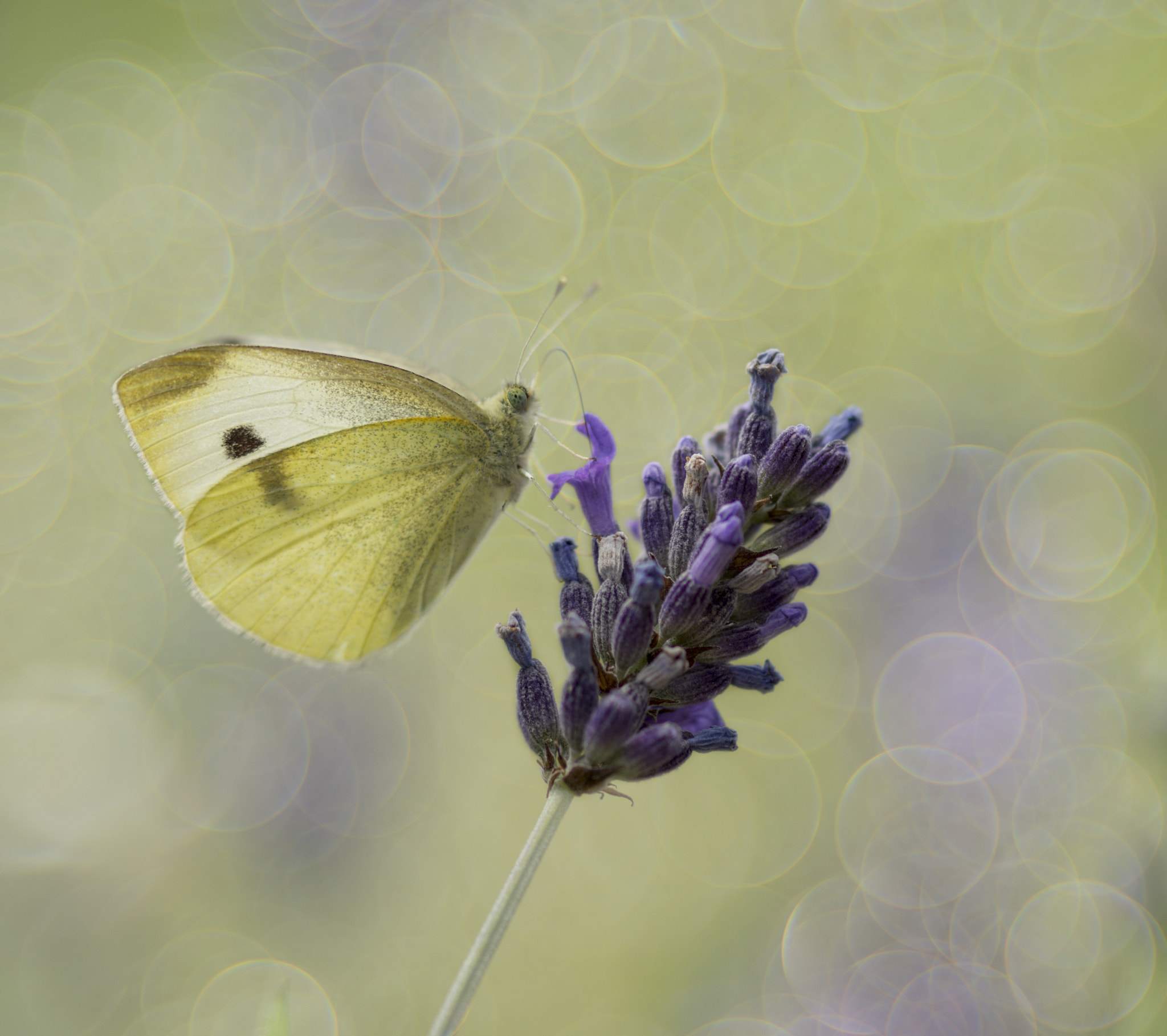 Sony SLT-A77 + 105mm F2.8 sample photo. Butterfly photography