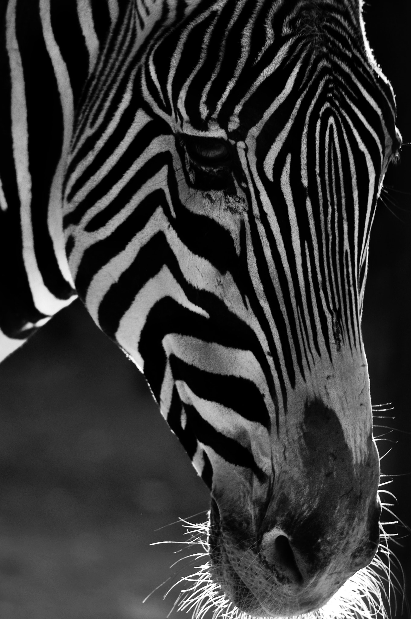 Nikon D90 sample photo. Zebra photography