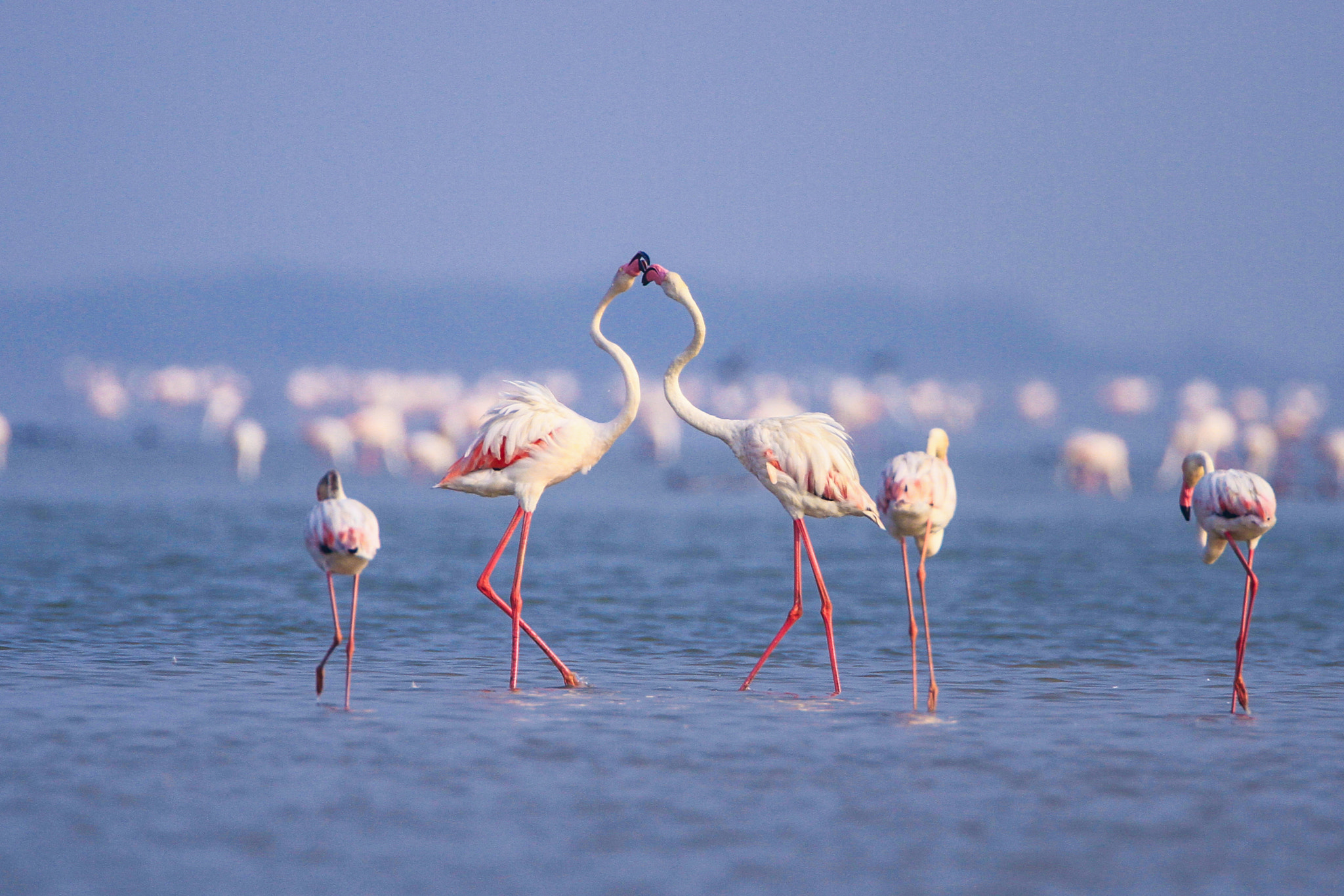 Canon EOS 7D + Canon EF 500mm F4L IS USM sample photo. Love flamingo photography