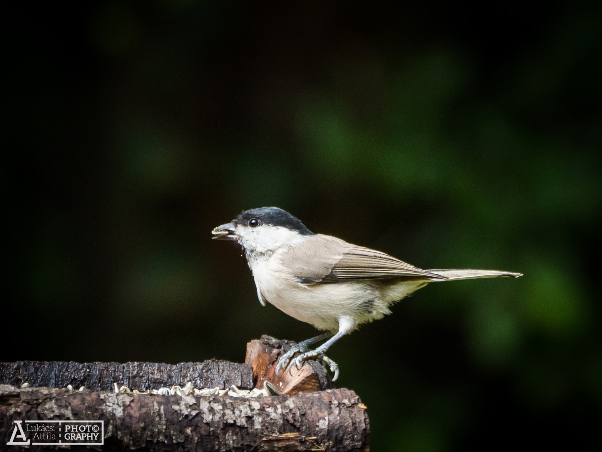 Olympus Zuiko Digital ED 70-300mm F4.0-5.6 sample photo. Small bird photography