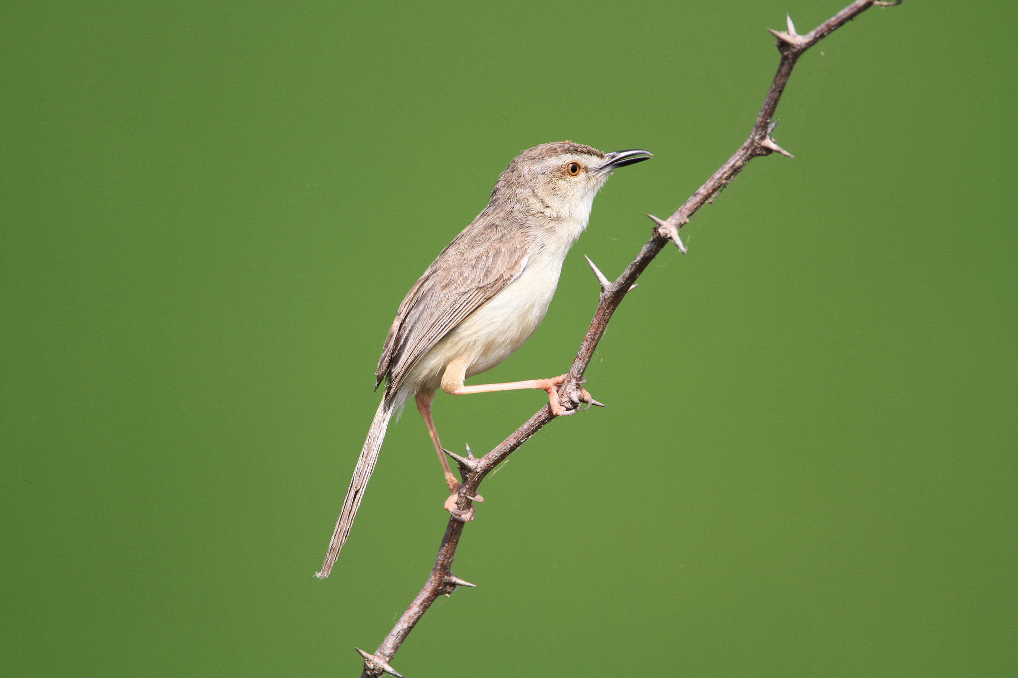 Canon EF 500mm F4L IS USM sample photo. Bird photography