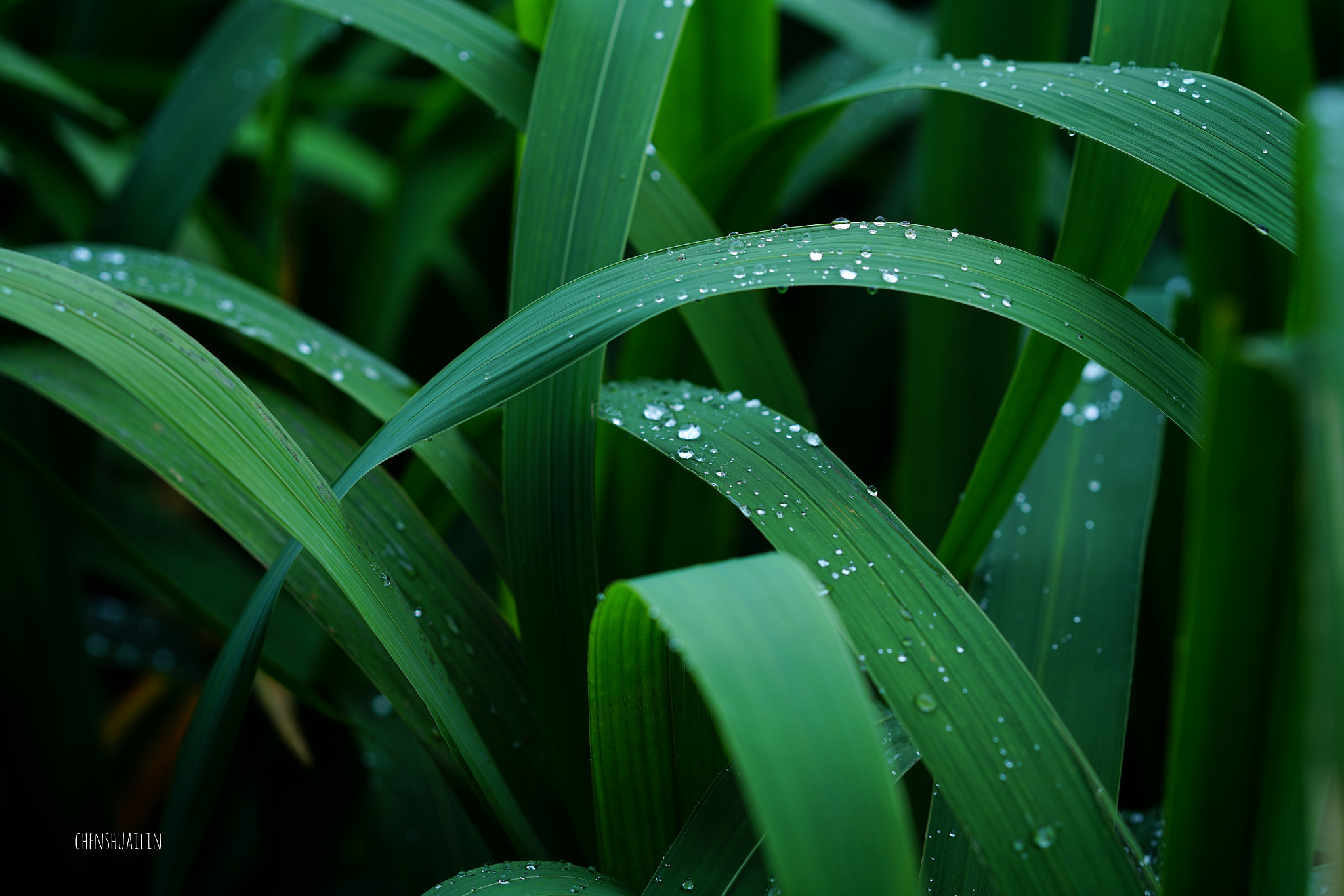 Sony FE 85mm F1.4 GM sample photo