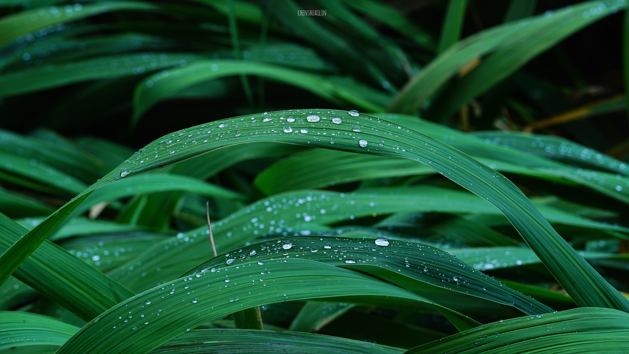 Sony FE 85mm F1.4 GM sample photo