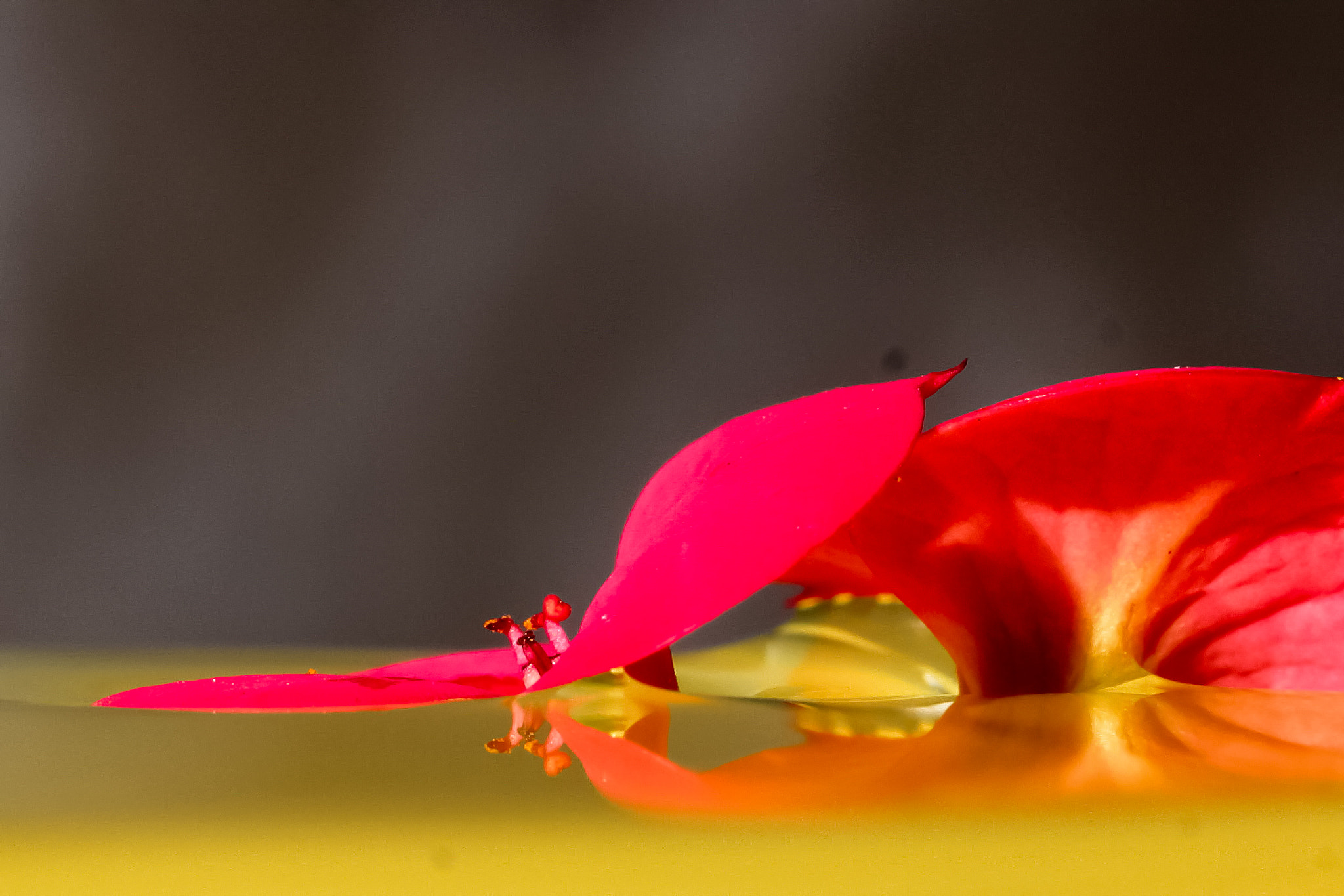 Canon EF-S 60mm F2.8 Macro USM sample photo. Tranquility i photography