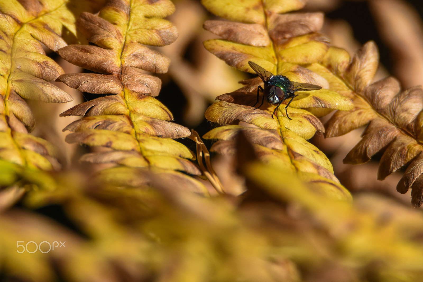 Tamron SP 150-600mm F5-6.3 Di VC USD sample photo. Leaf ocean photography
