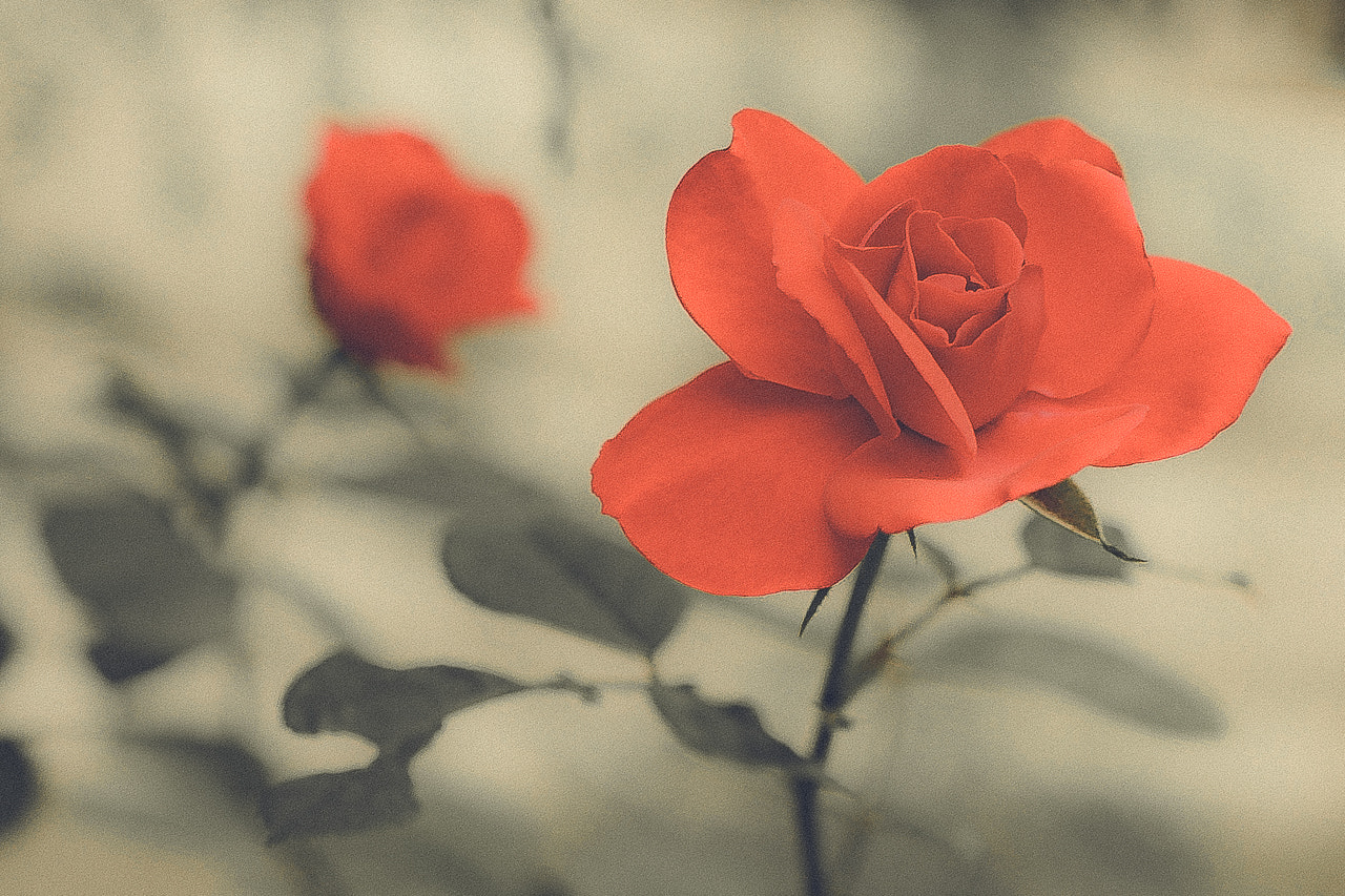 Canon EOS-1D Mark IV sample photo. Rose photography
