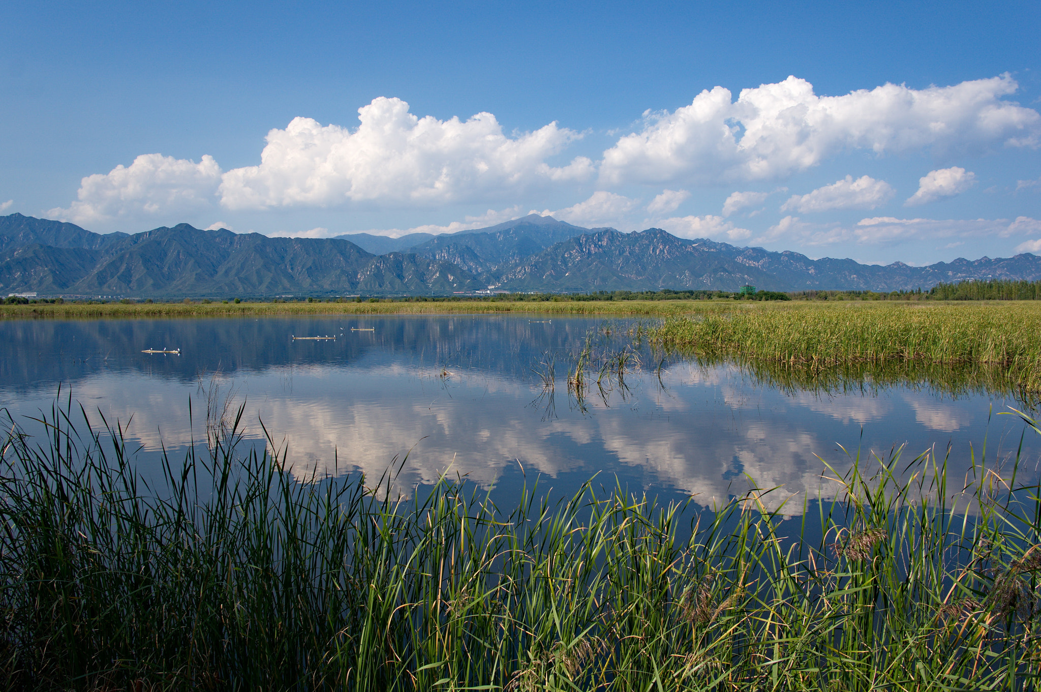 Sony Alpha NEX-5T + Sigma 19mm F2.8 EX DN sample photo. Beijing wild duck lake national wetland park lakes photography