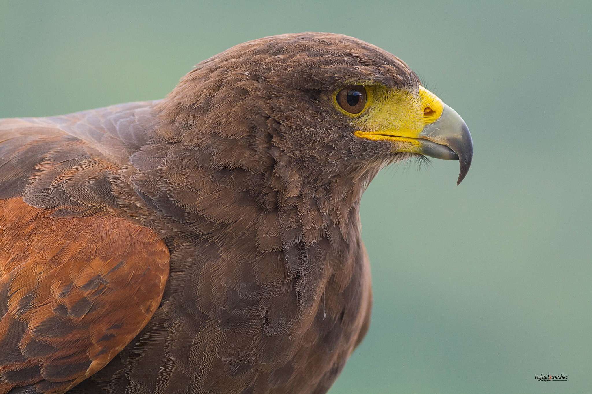 Canon EOS M + Canon EF 400mm F5.6L USM sample photo. Aguila harris - harris's hawk photography