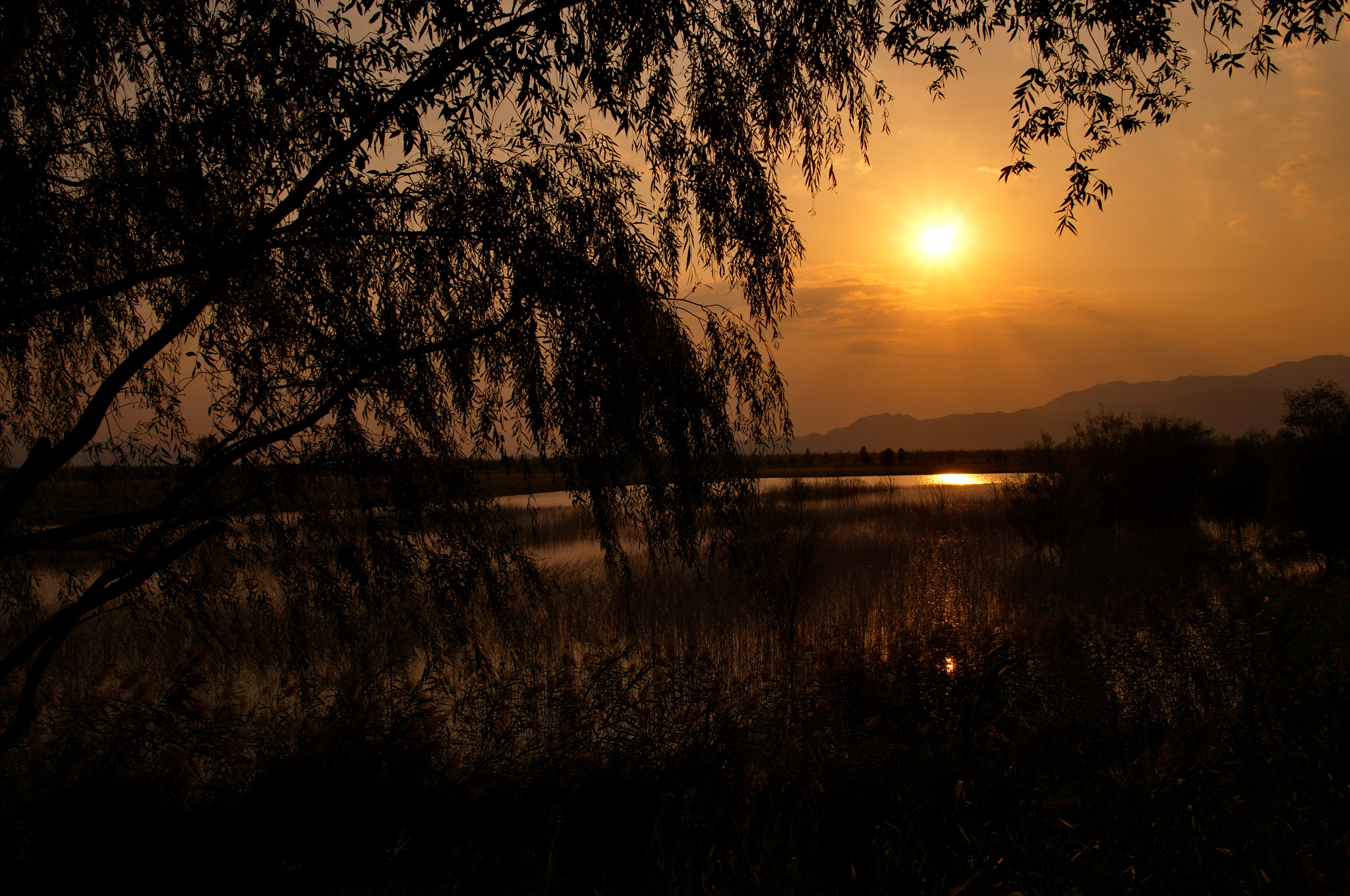 Sony Alpha NEX-5T + Sigma 19mm F2.8 EX DN sample photo. Beijing wild duck lake national wetland park sunse photography