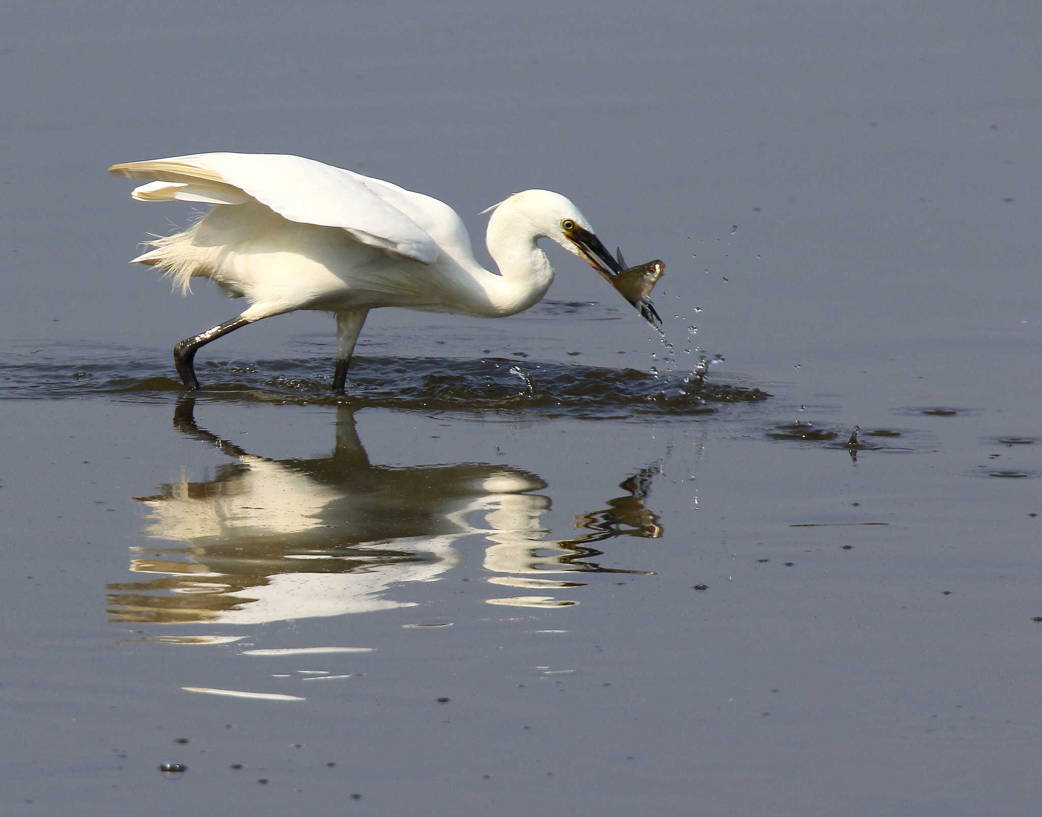 Canon EOS 7D Mark II sample photo. Little egret photography