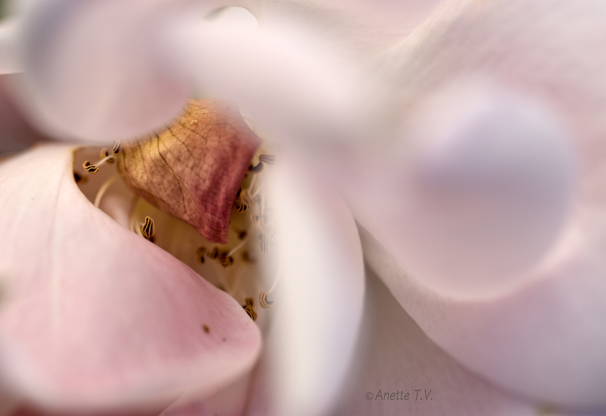 Nikon AF-S Micro-Nikkor 105mm F2.8G IF-ED VR sample photo. Soft rose.. photography