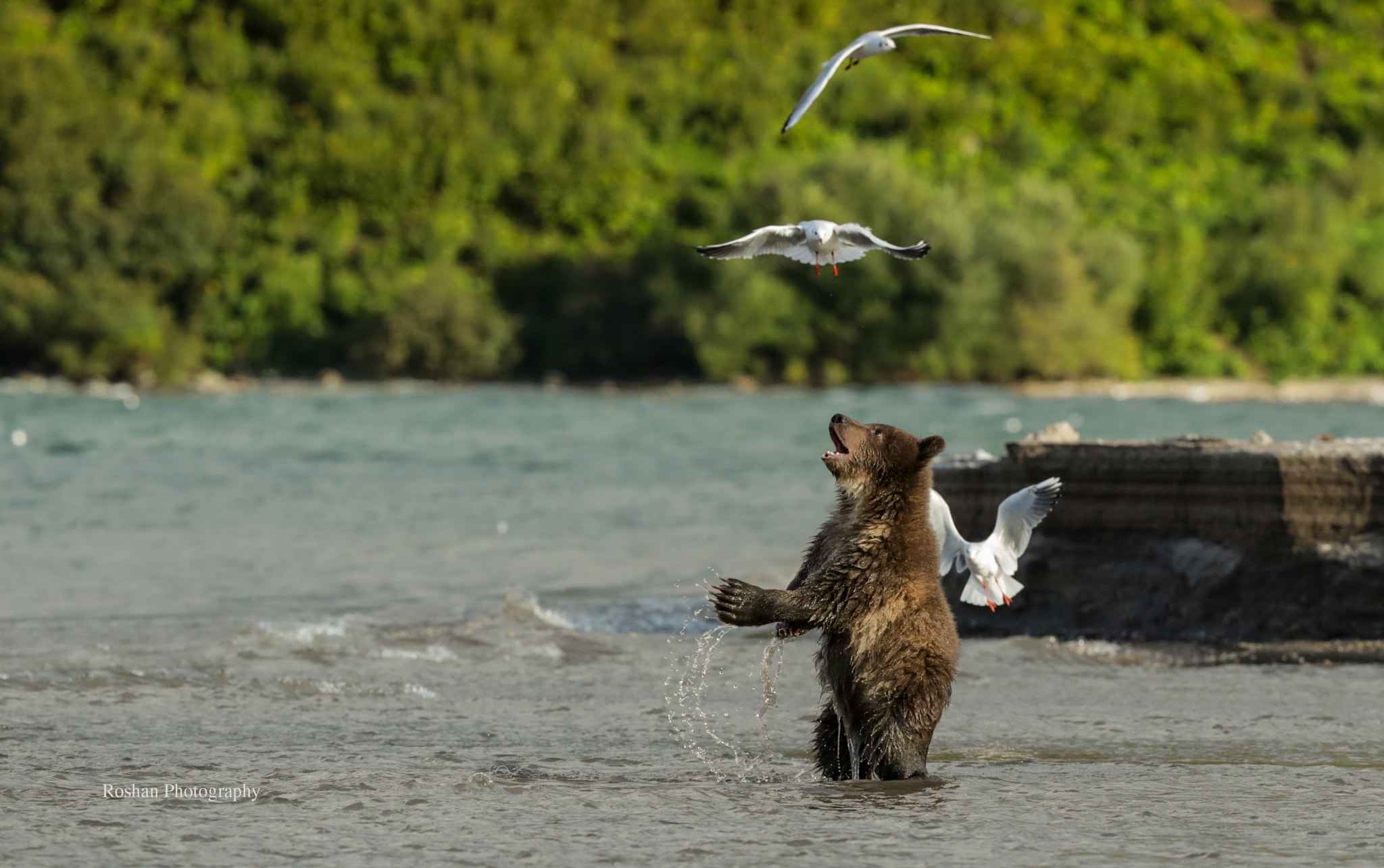 Canon EF 400mm F2.8L IS USM sample photo. Kamchatka, thanks god .. i waitied long time for getting this shot.... trip was ful of joy and... photography